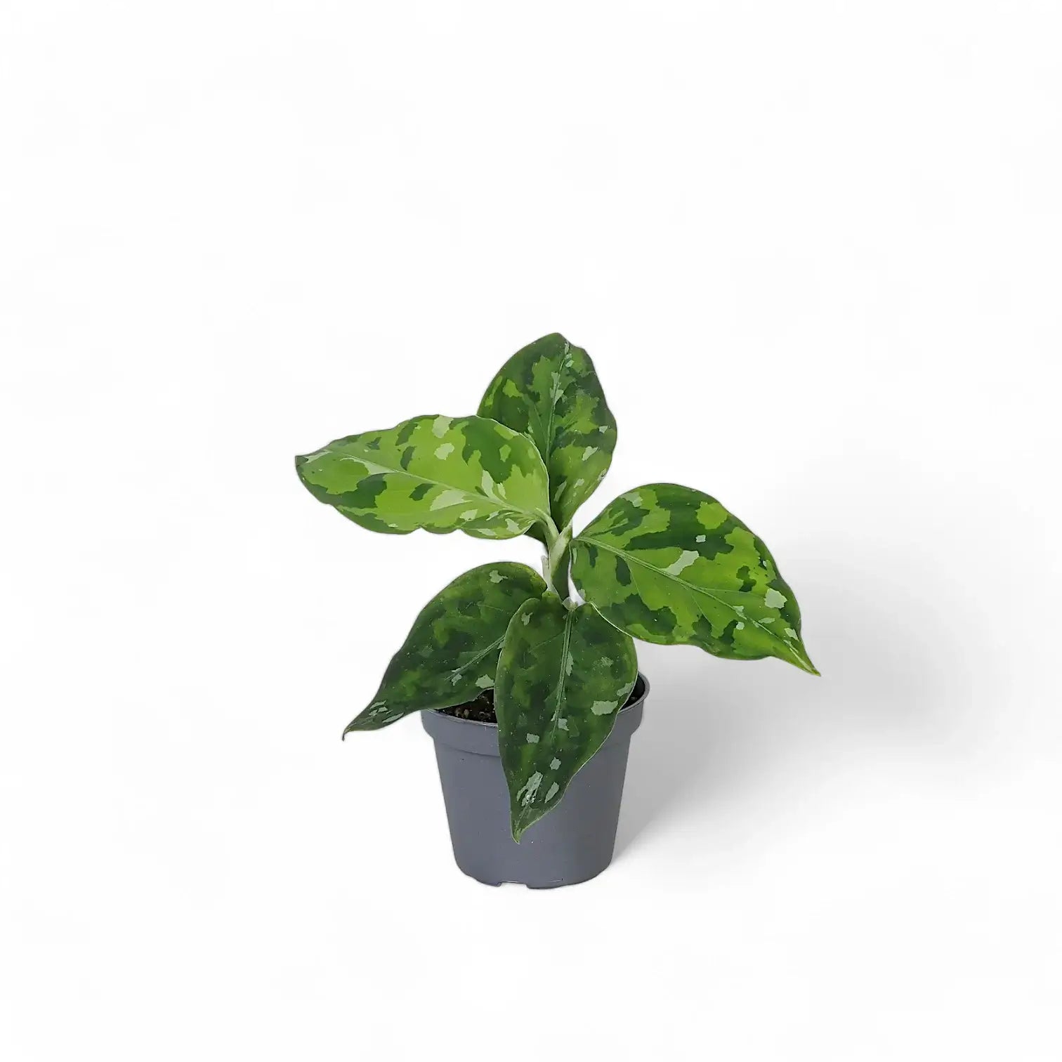 Aglaonema pictum tricolor potted houseplant in nursery pot on white background, product photo 7.