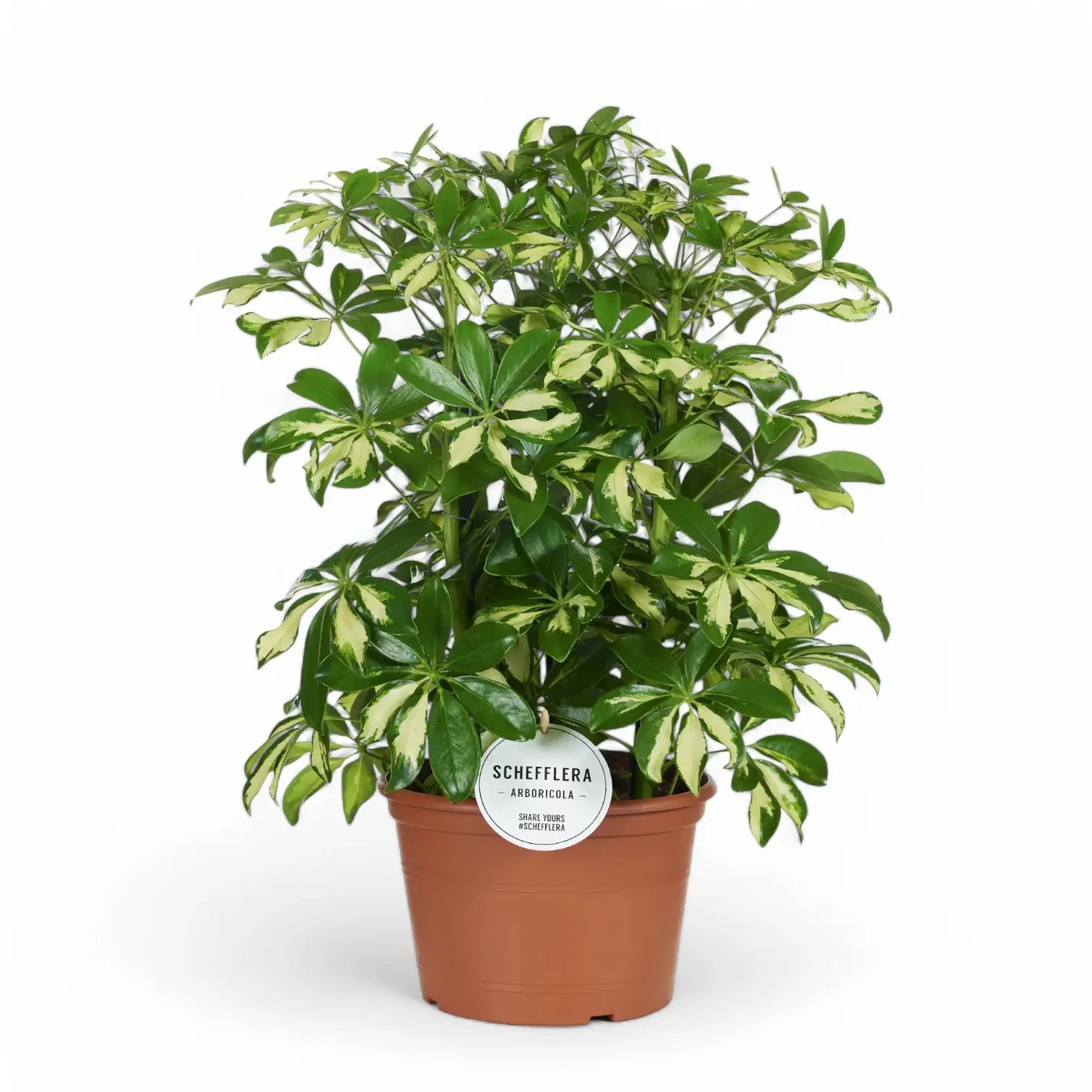 Heptapleurum (Schefflera) arboricola 'Gerda' potted houseplant in nursery pot on white background, product photo 3.