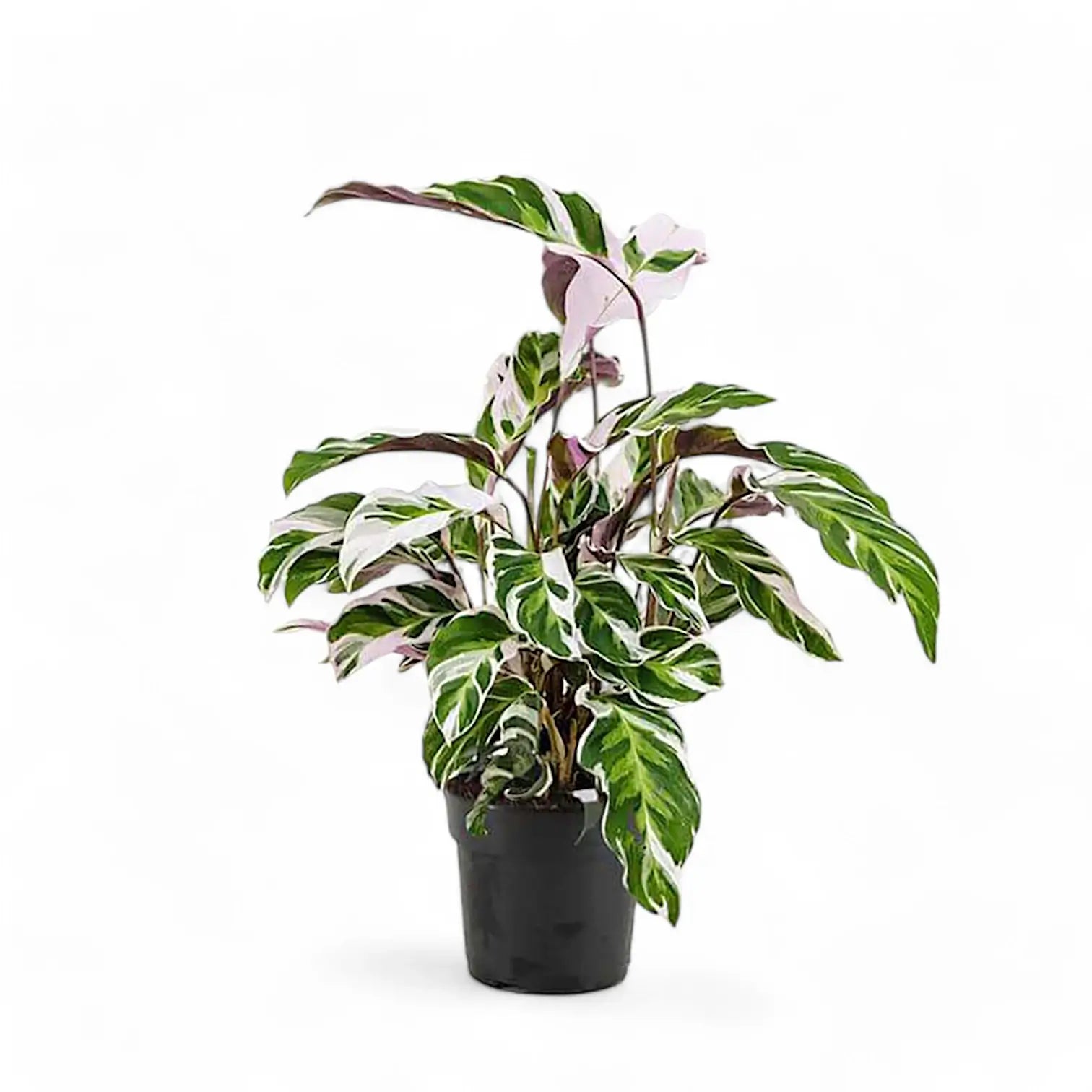 Goeppertia (Calathea) lietzei 'White fusion' potted houseplant in nursery pot on white background, product photo 6.