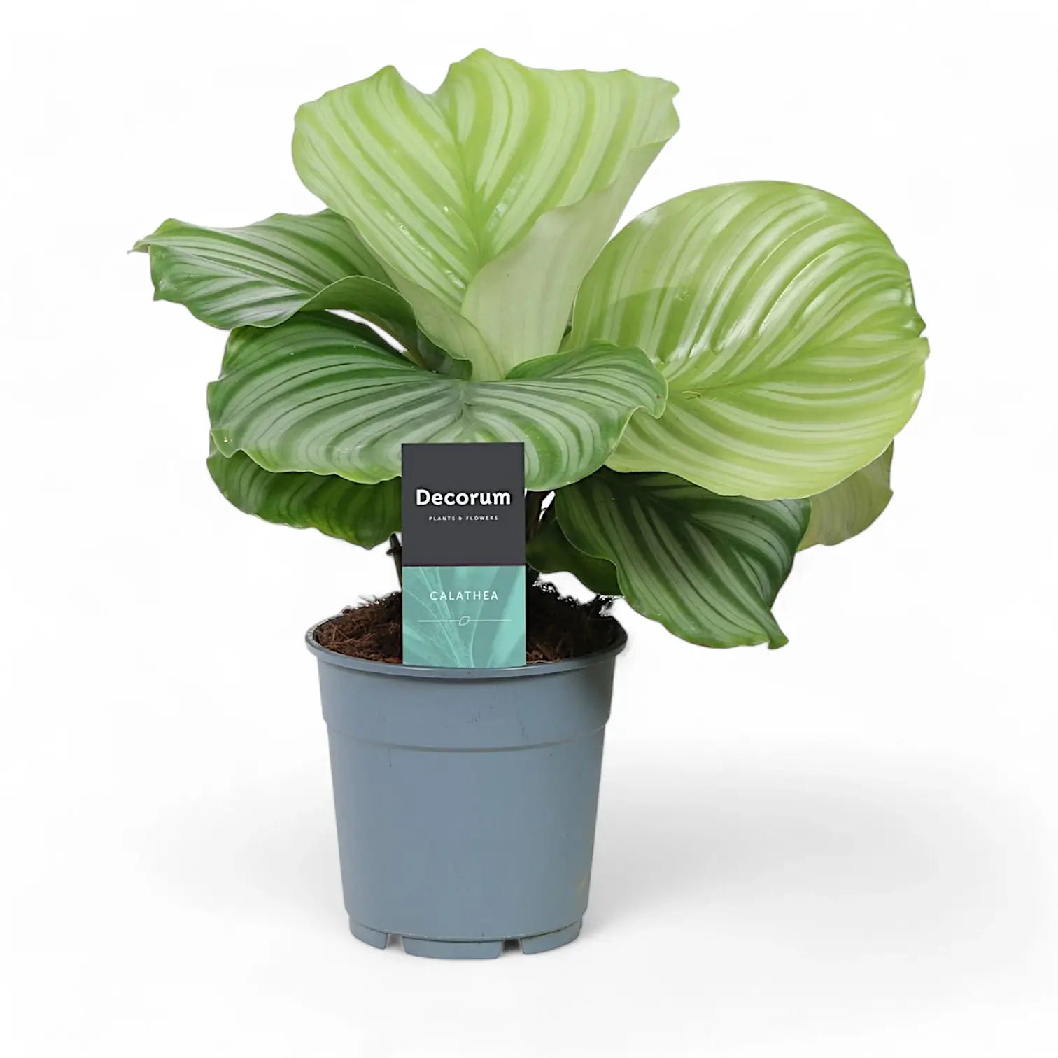 Goeppertia (Calathea) orbifolia potted houseplant in nursery pot on white background, product photo 7.
