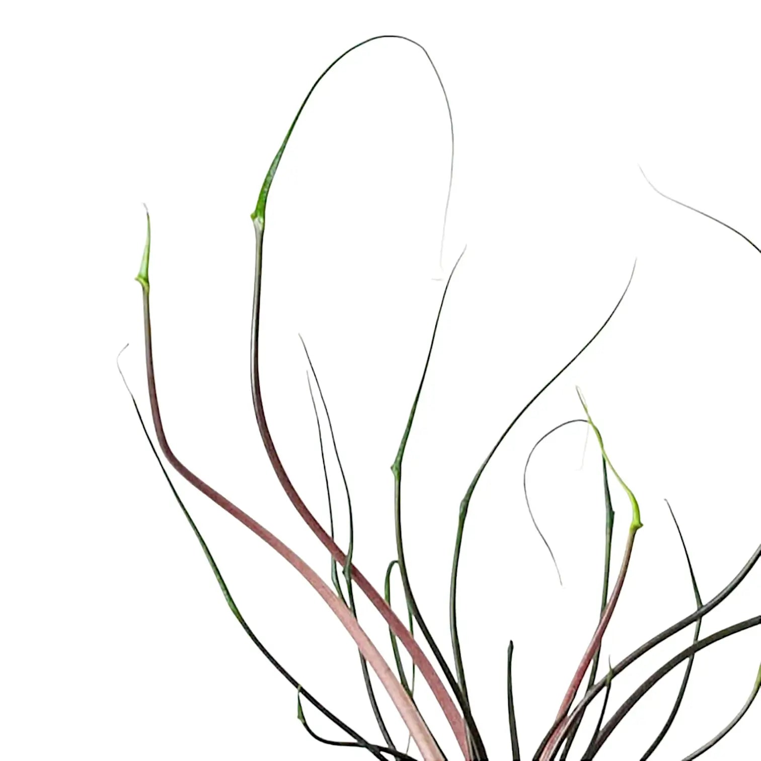 Nahaufnahme eines Blatts von Alocasia macrorrhizos 'Flying Squid' vor weißem Hintergrund.