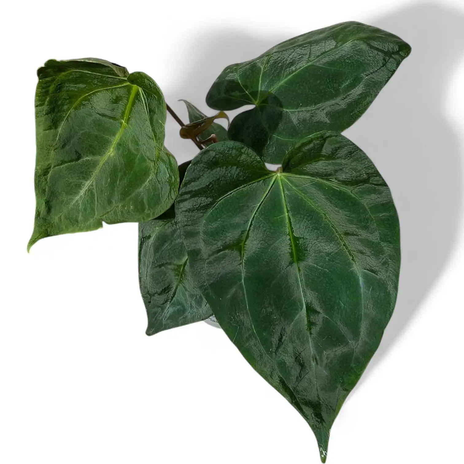 Anthurium 'Dark Phoenix' – Topfpflanze im Kulturtopf vor weißem Hintergrund, Produktfoto 5.