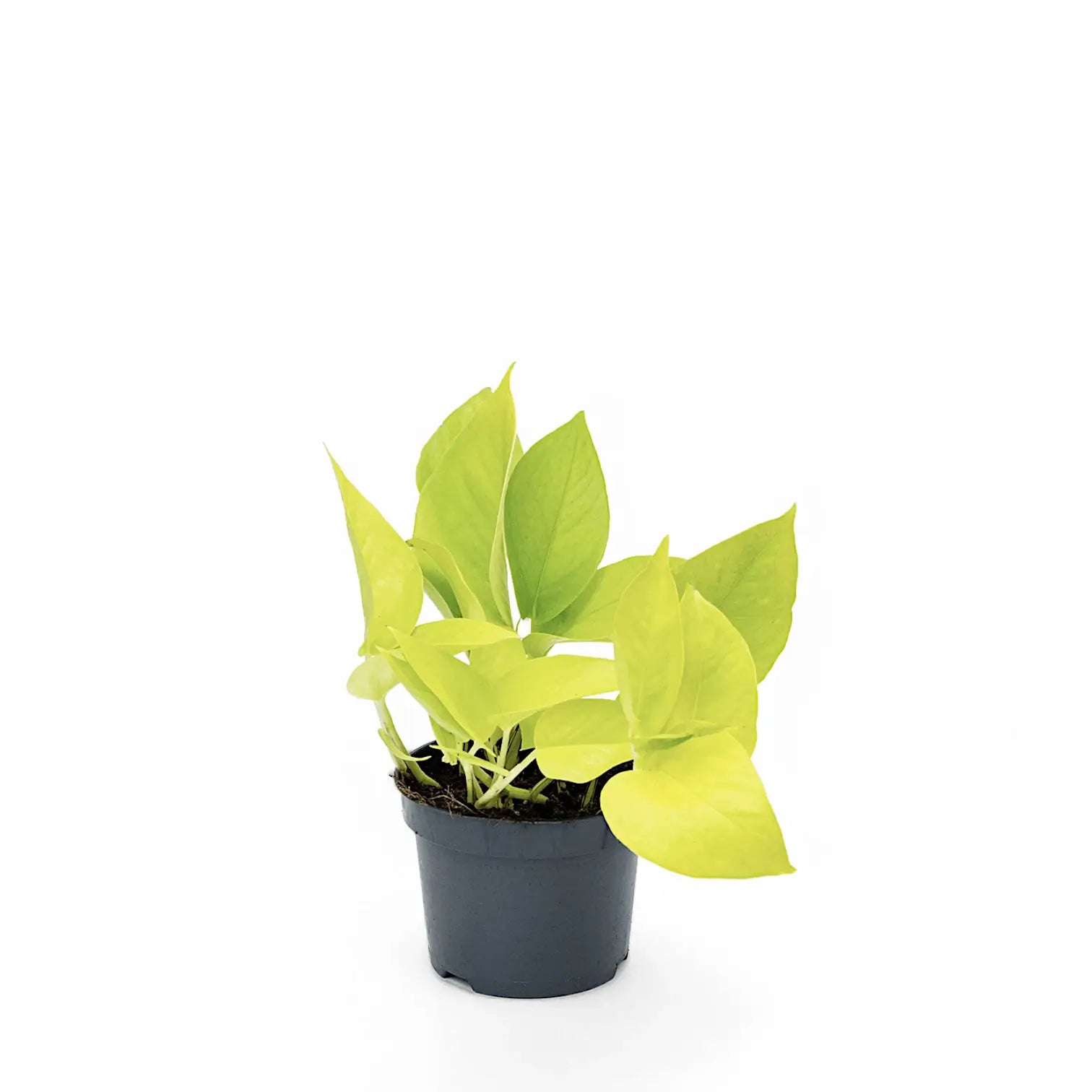 Epipremnum aureum 'Neon' ('Neon Pothos', 'Golden Pothos') – Topfpflanze im Kulturtopf vor weißem Hintergrund, Produktfoto 3.