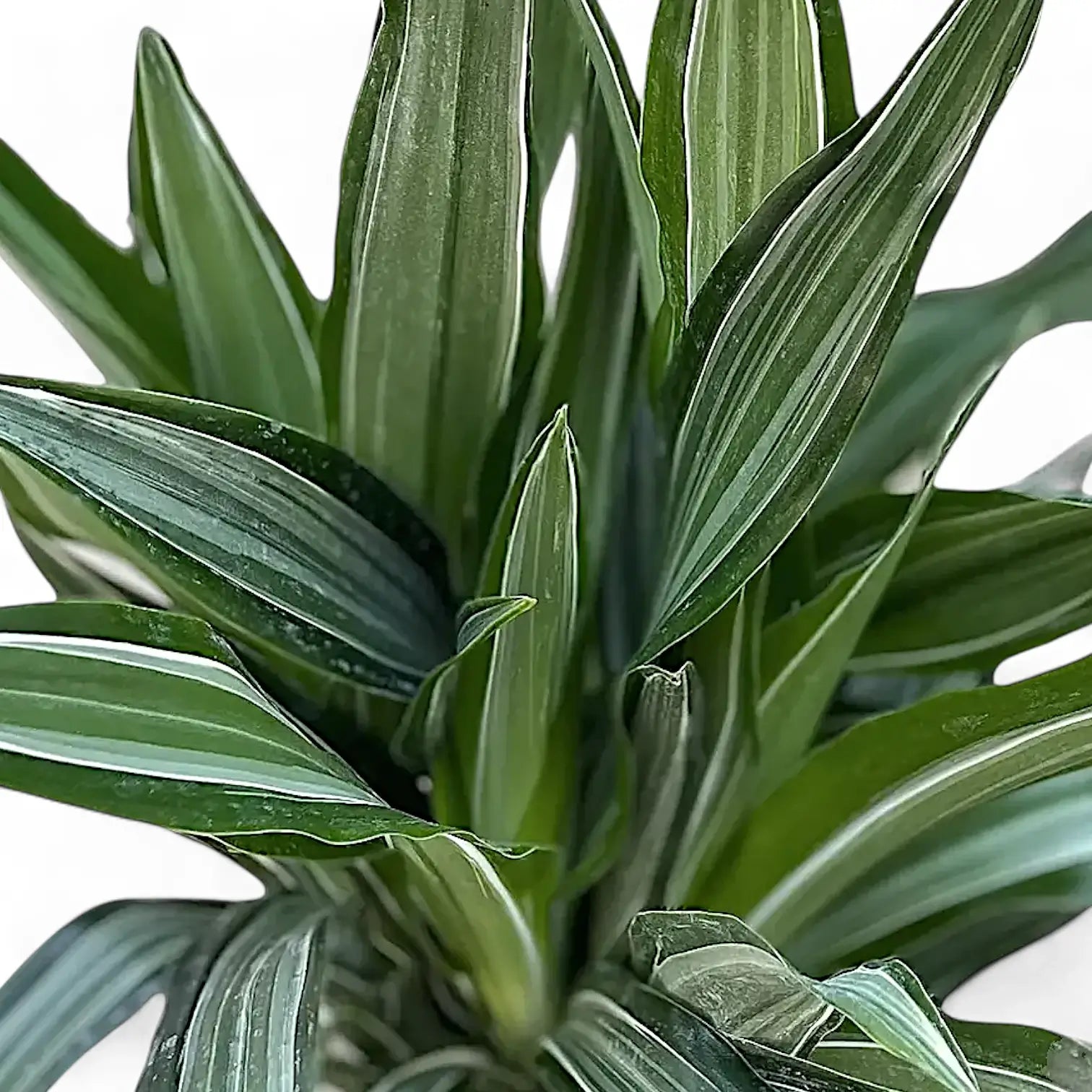 Nahaufnahme eines Blatts von Dracaena fragrans 'Ulises' vor weiĂźem Hintergrund.