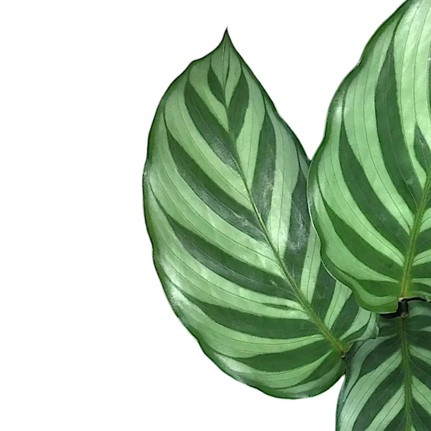 Nahaufnahme eines Blatts von Goeppertia (Calathea) concinna 'Freddie' vor weiĂźem Hintergrund.