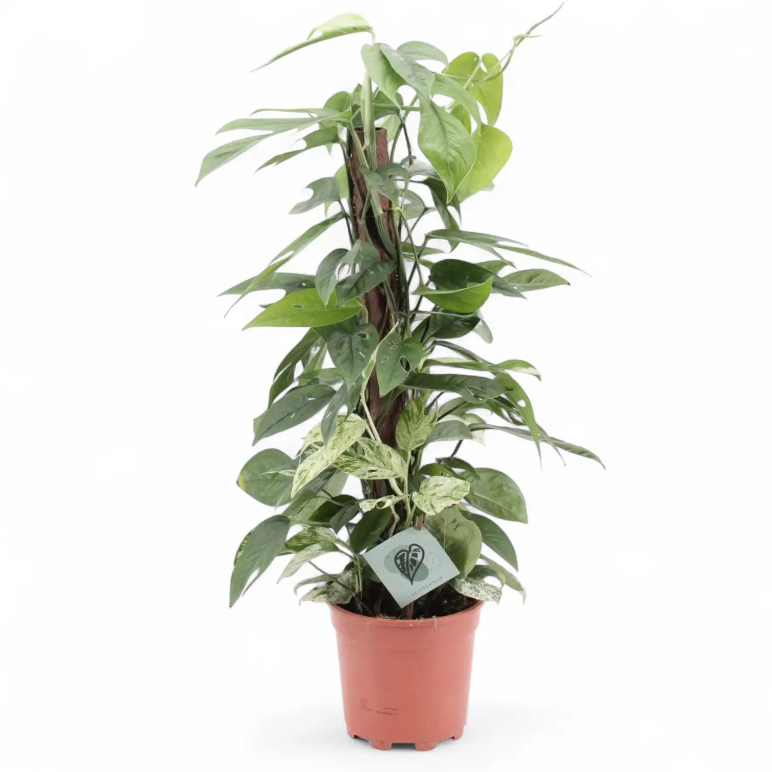 Epipremnum pinnatum variegata 'Marble' potted houseplant in nursery pot on white background, product photo 10.