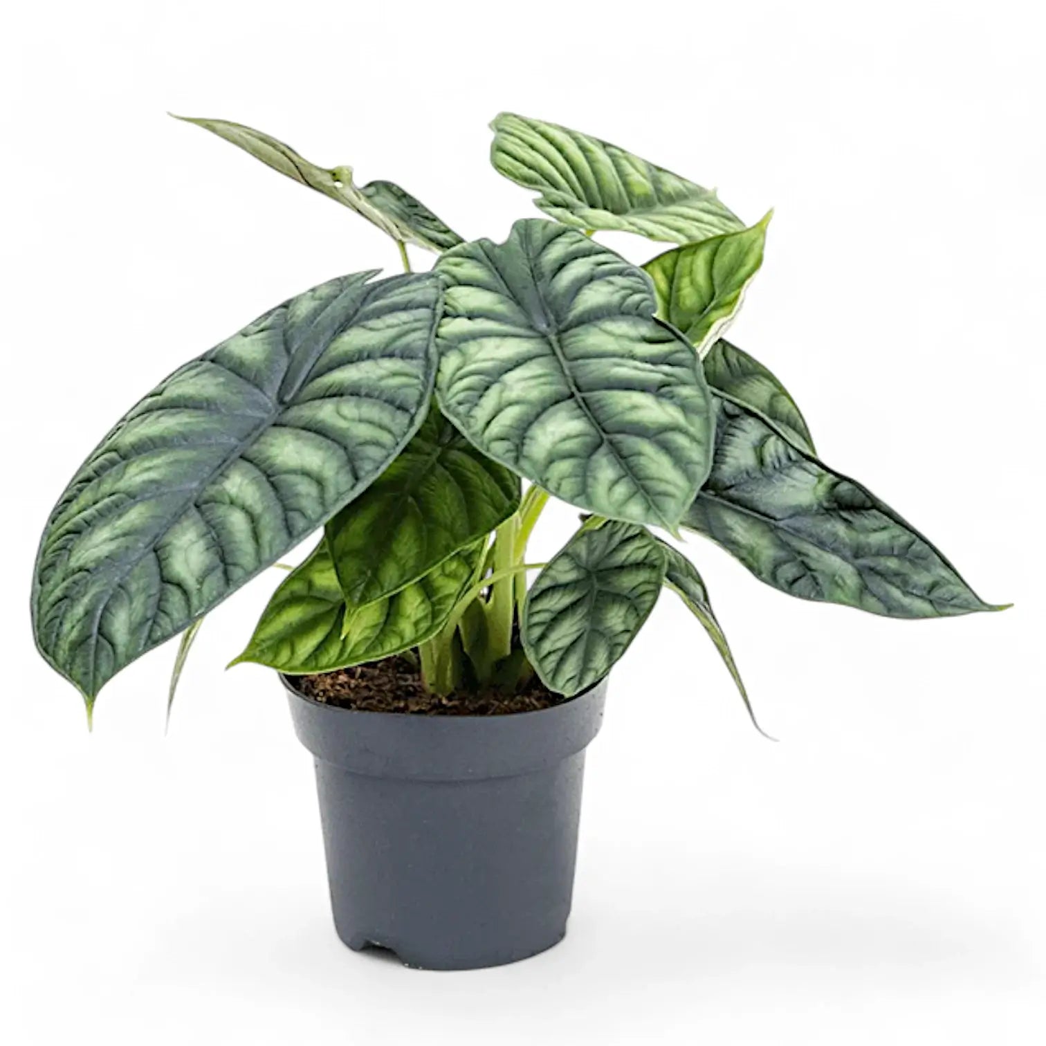 Alocasia baginda 'Dragon scale' potted houseplant in nursery pot on white background, product photo 14.