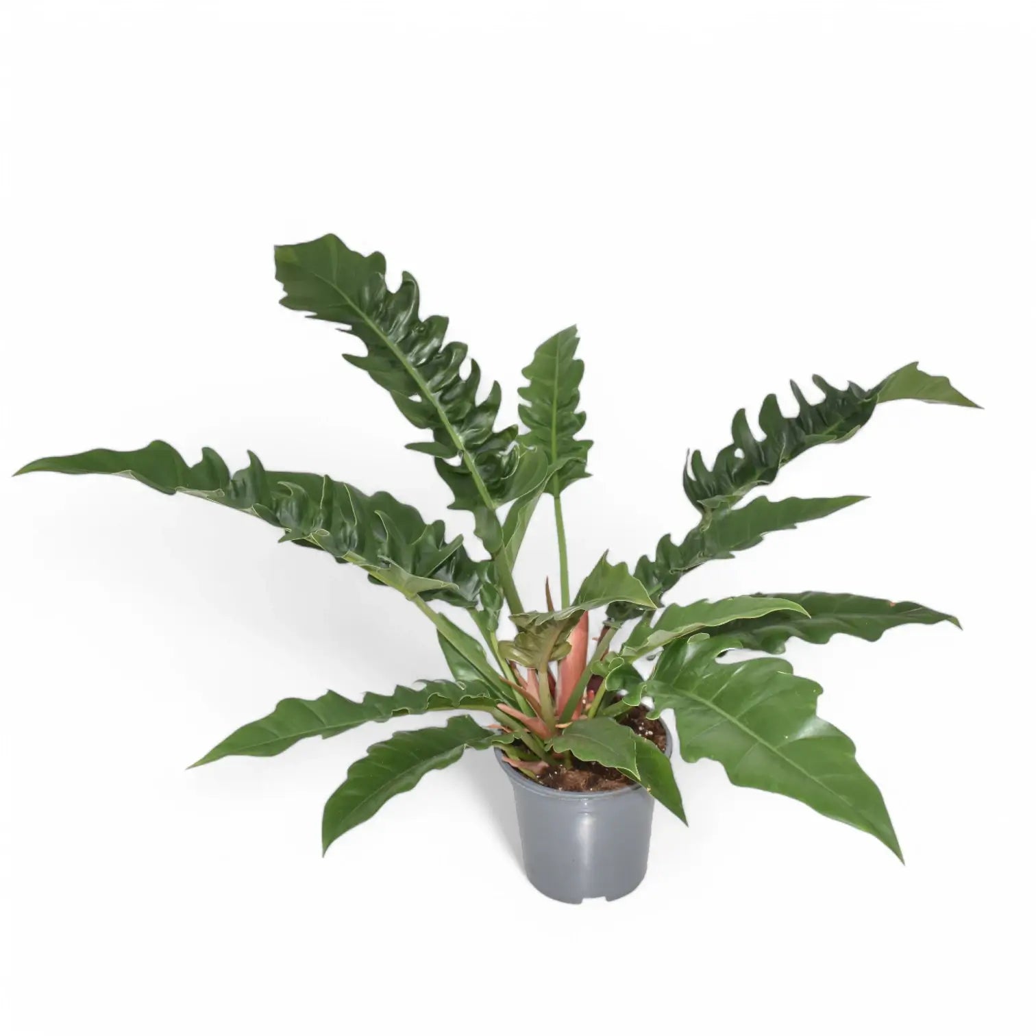 Philodendron 'Narrow' ('Tiger Tooth', 'Jungle boogie') potted houseplant in nursery pot on white background, product photo 5.
