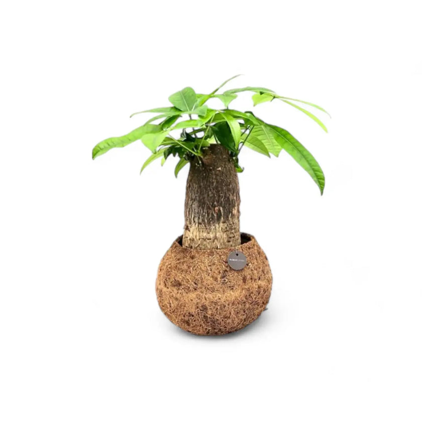 Nahaufnahme von Pachira aquatica in Kokodama vor weißem Hintergrund.