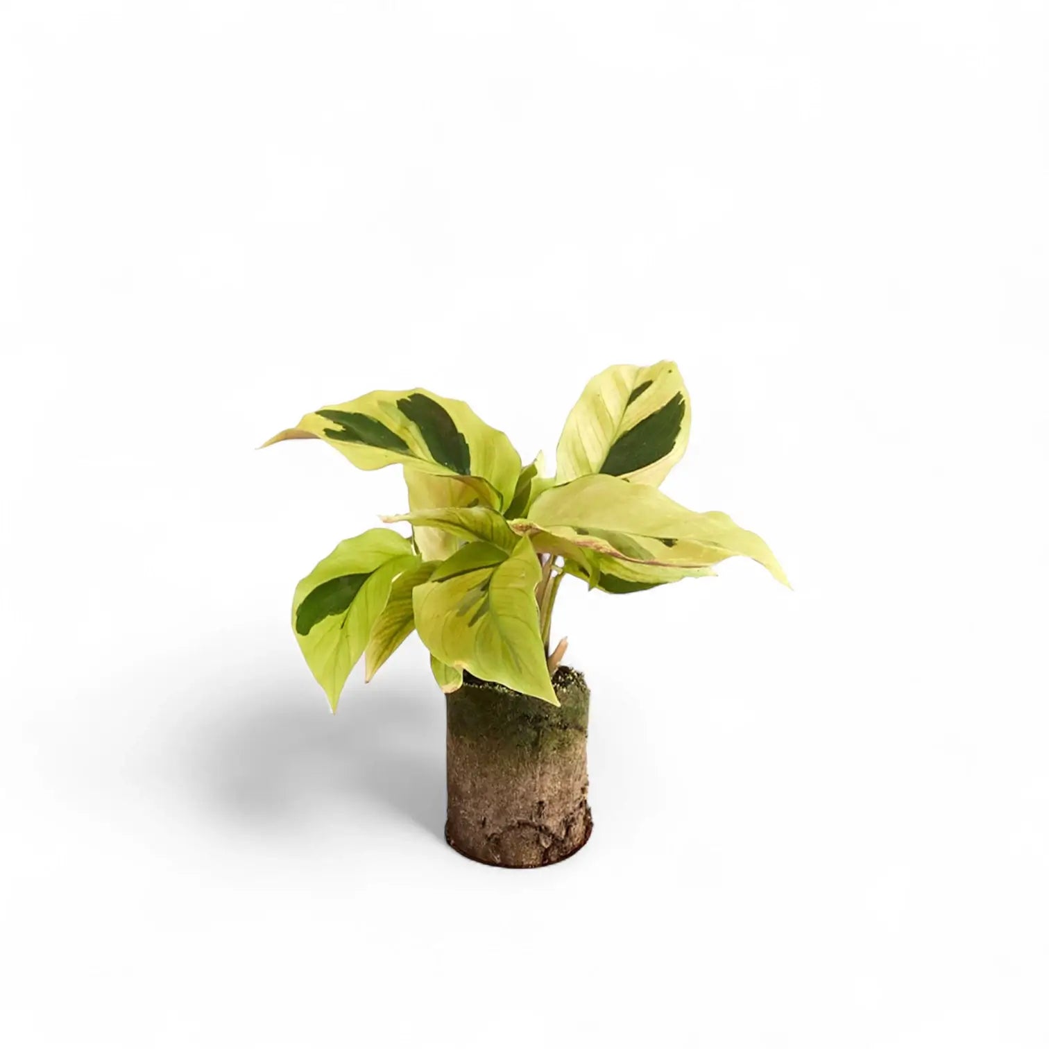 Goeppertia (Calathea) lietzei âYellow Fusionâ ('Yellow Miracle') â Topfpflanze im Kulturtopf vor weiĂem Hintergrund, Produktfoto 2.