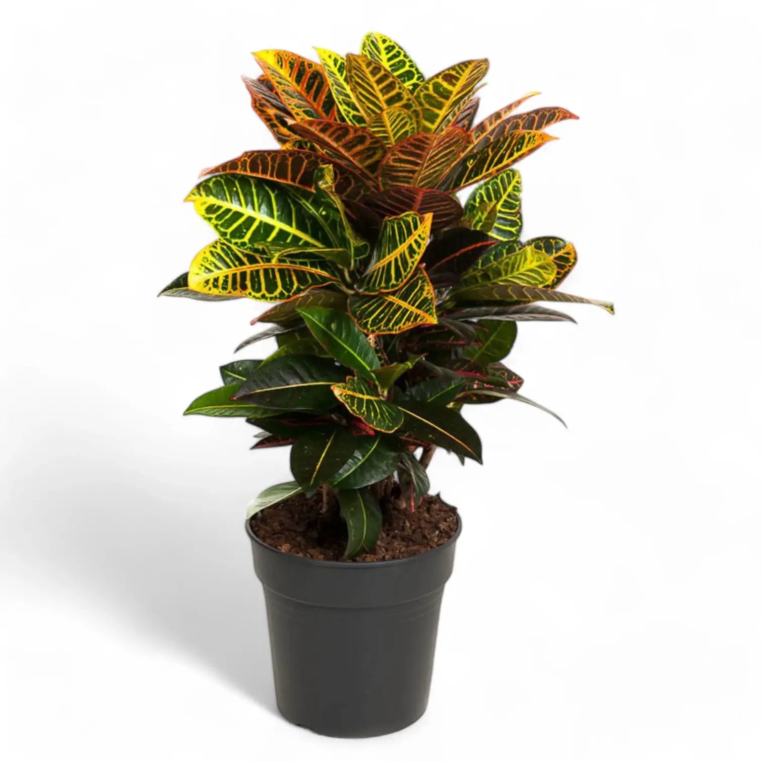 Codiaeum variegatum (Croton) 'Petra' potted houseplant in nursery pot on white background, product photo 9.