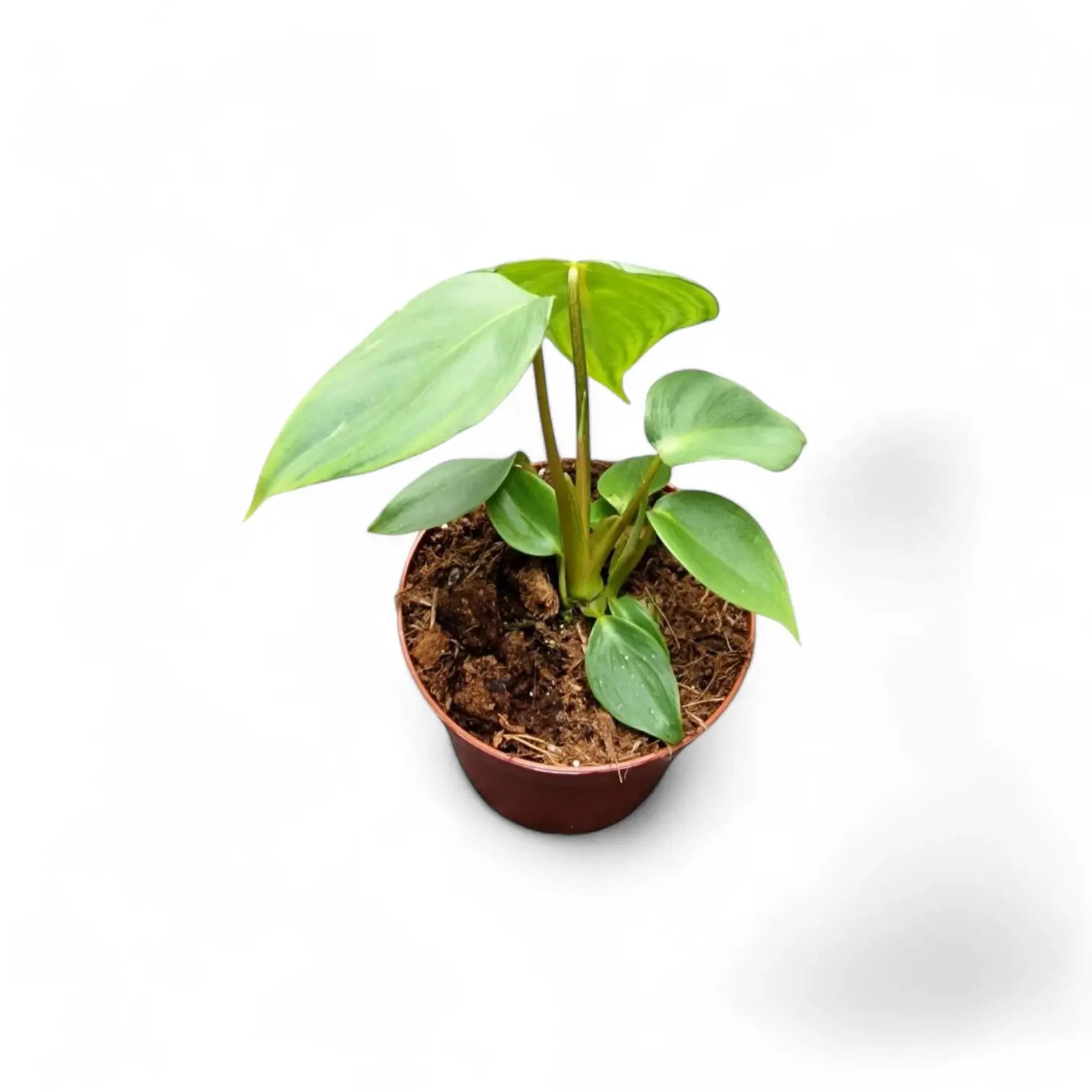 Philodendron 'Dean McDowell' (gloriosum x pastazanum) potted houseplant in nursery pot on white background, product photo 4.