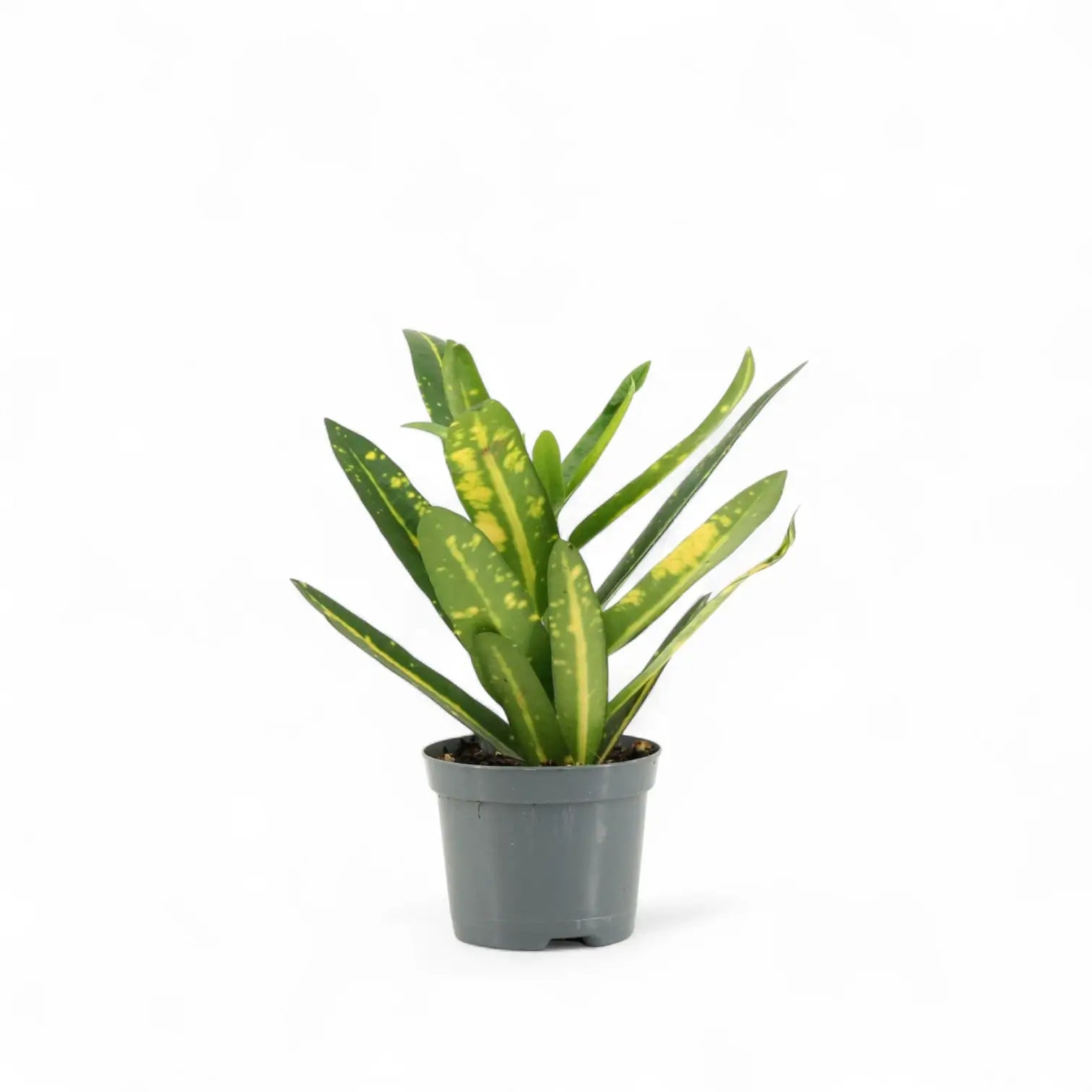Codiaeum variegatum 'Sunny Star' potted houseplant in nursery pot on white background, product photo 4.
