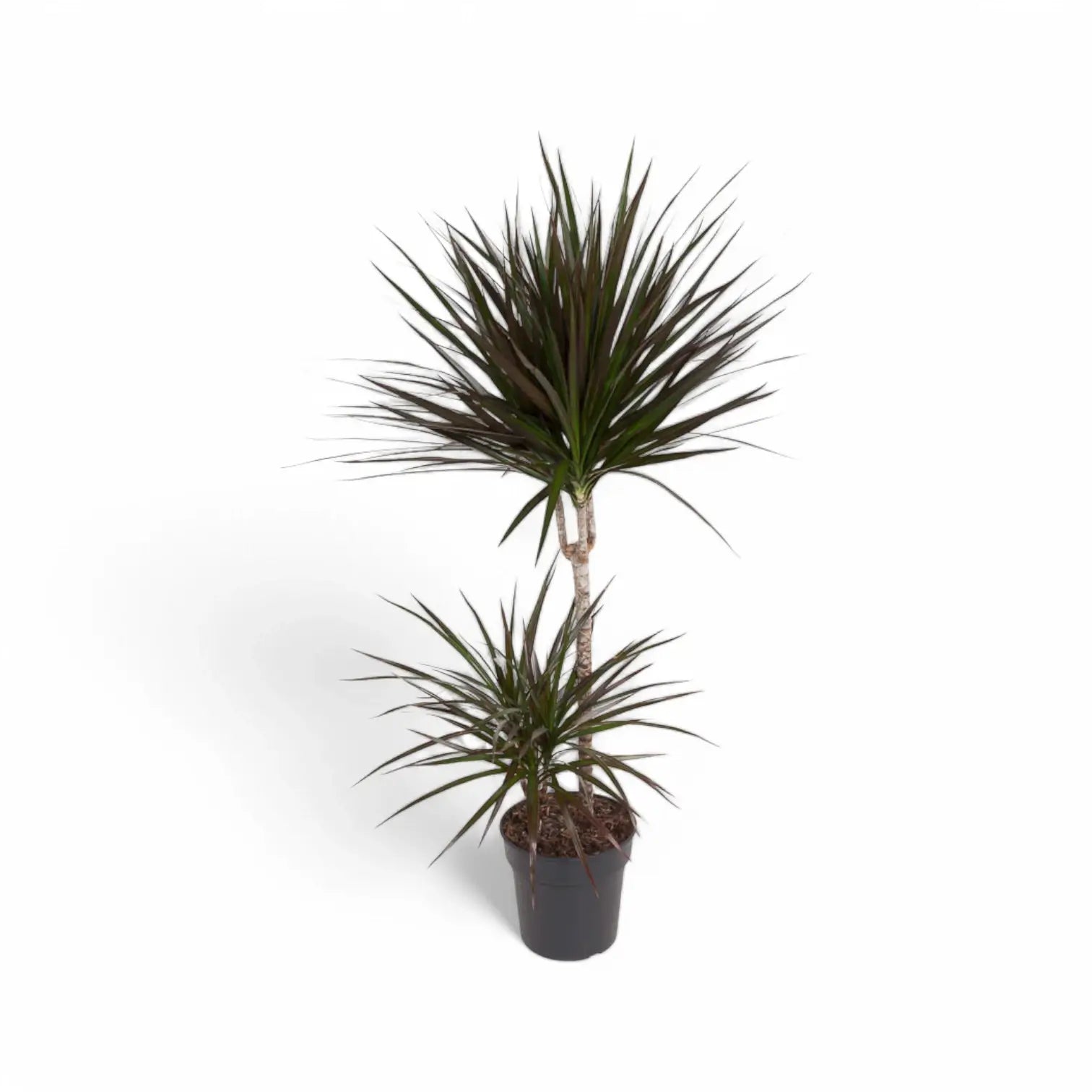 Dracaena reflexa var. angustifolia 'Magenta' potted houseplant in nursery pot on white background, product photo 6.