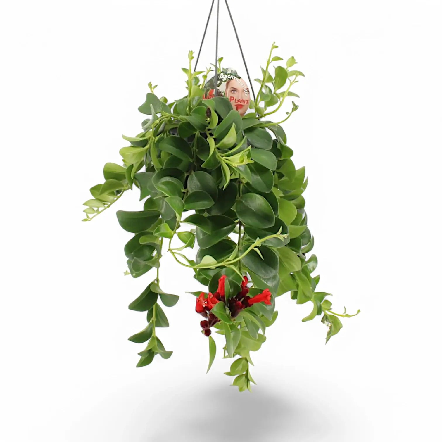 Aeschynanthus speciosus 'Mona Lisa' – Zimmerpflanze im Kulturtopf auf weißem Hintergrund, Produktfoto 4.