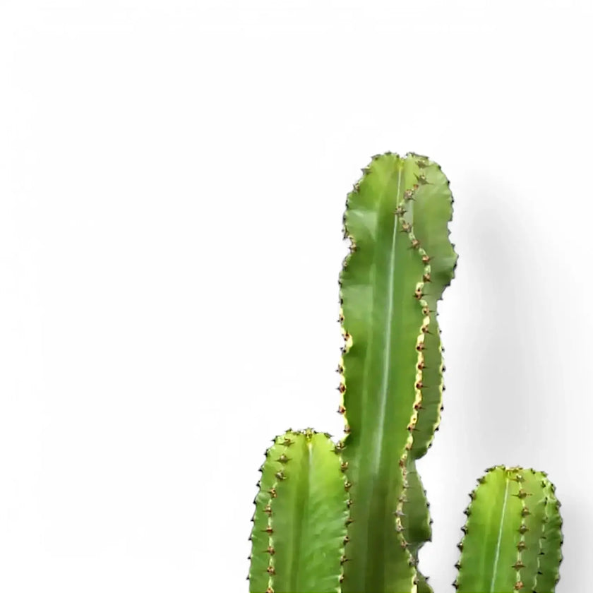 Euphorbia abyssinica var. erythraeae leaf close-up on white background.