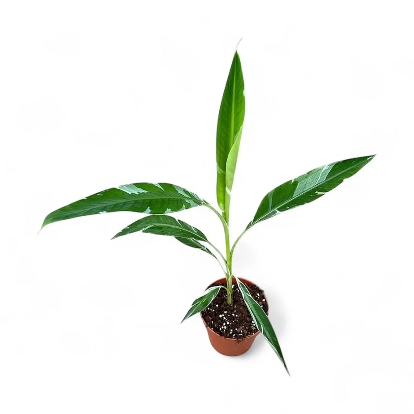 Musa × paradisiaca 'Ae Ae' potted houseplant in nursery pot on white background, product photo 3.