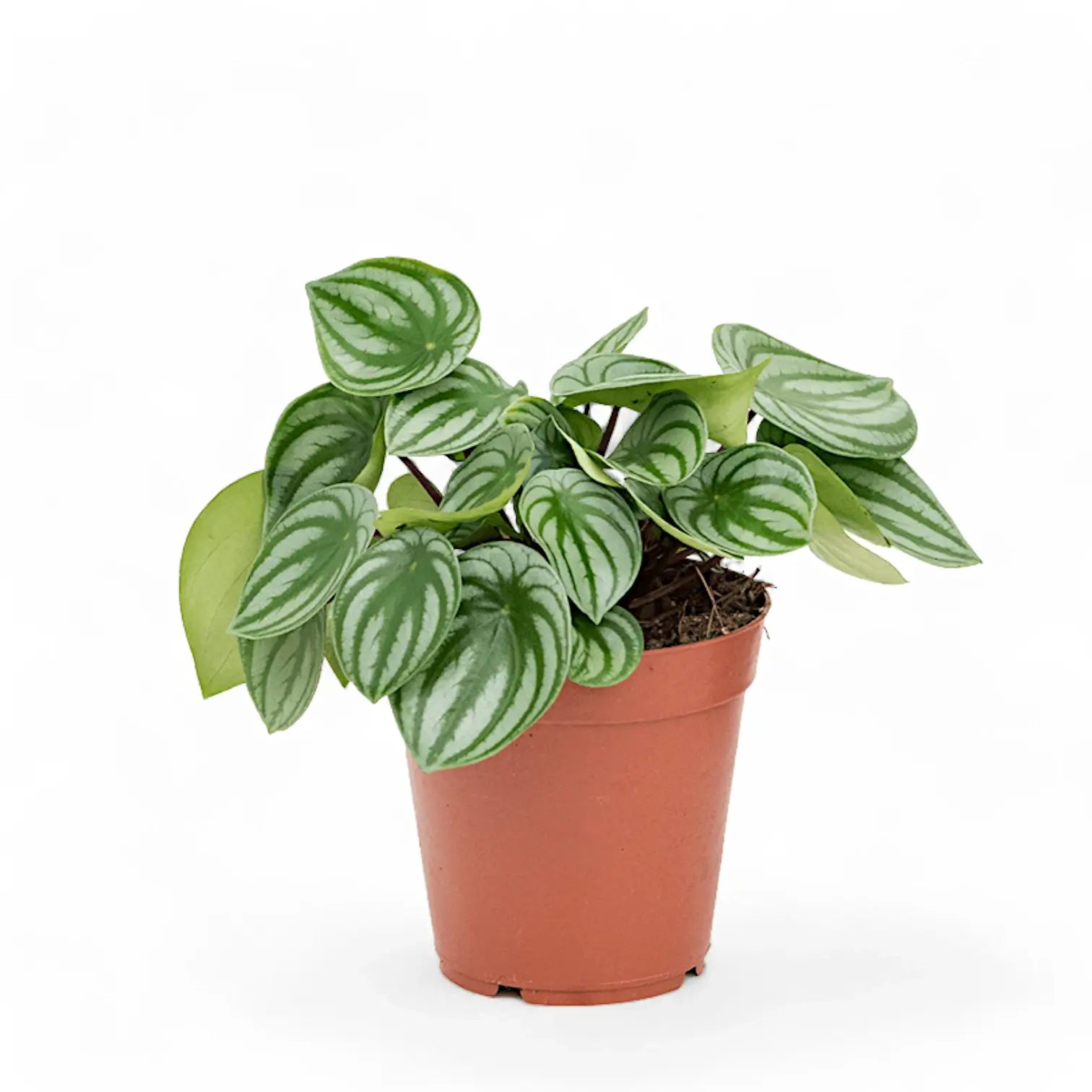 Peperomia argyreia potted houseplant in nursery pot on white background, product photo 3.