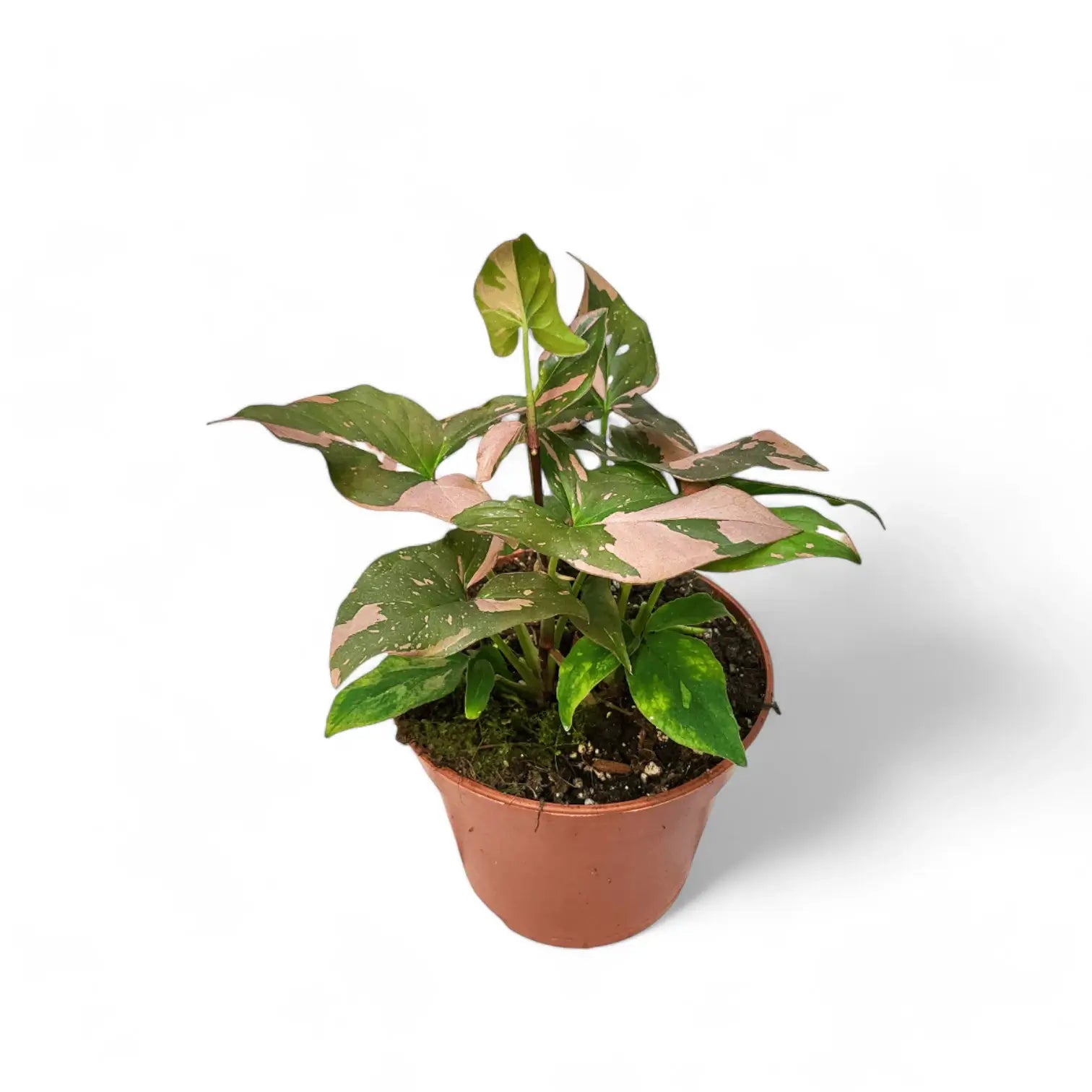 Syngonium podophyllum 'Red Spot' ('Pink splash') – Zimmerpflanze im Kulturtopf auf weißem Hintergrund, Produktfoto 7.