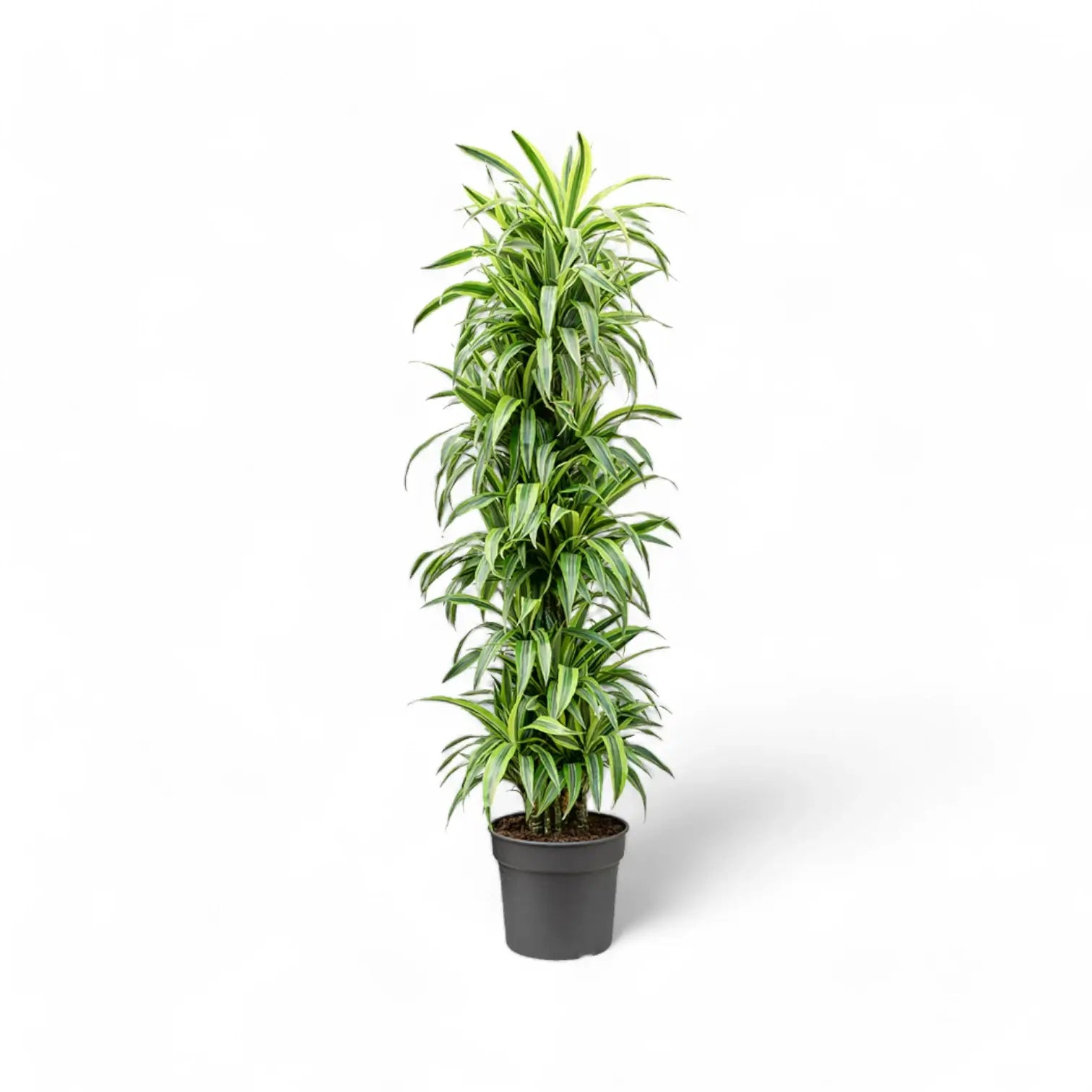 Dracaena fragrans 'Lemon Lime' – Topfpflanze im Kulturtopf vor weißem Hintergrund, Produktfoto 12.