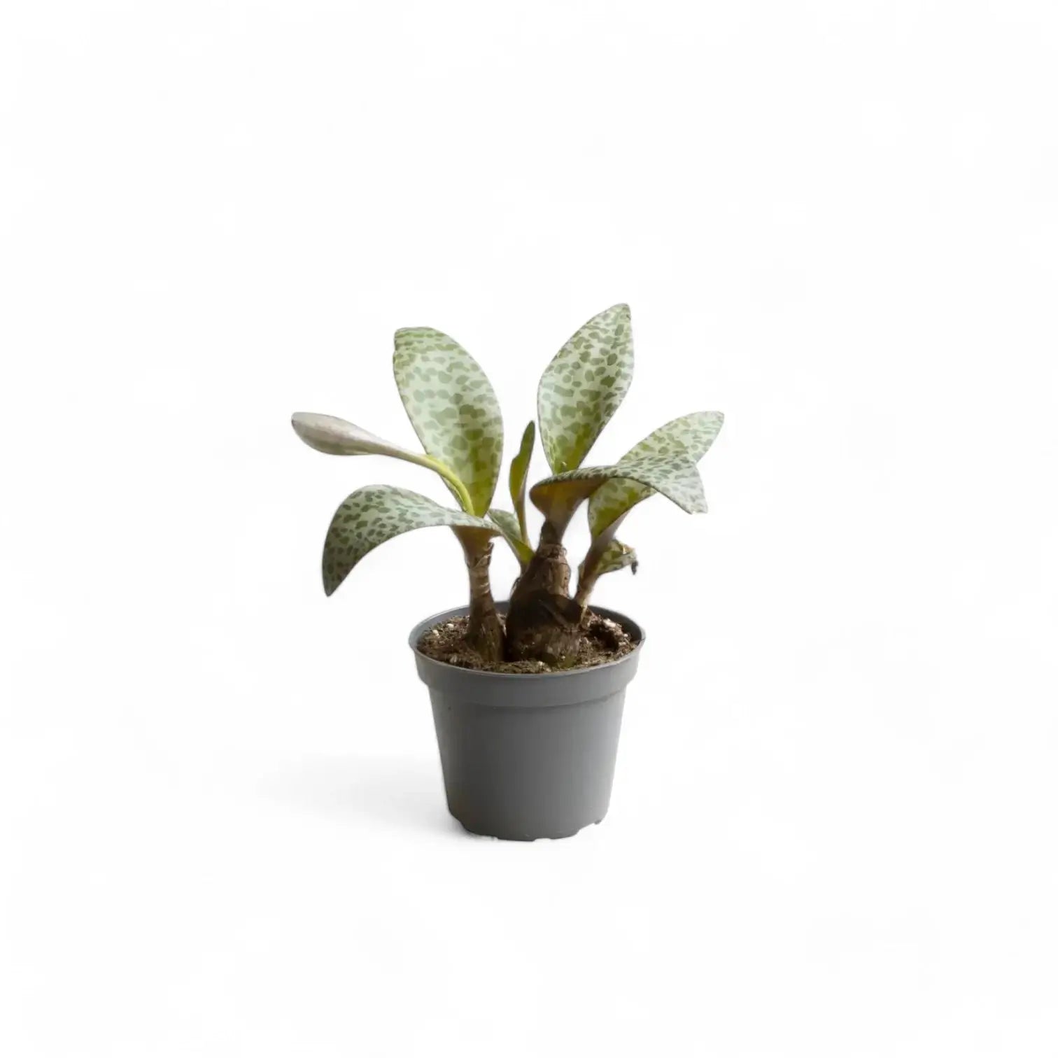 Ledebouria socialis potted houseplant in nursery pot on white background, product photo 2.