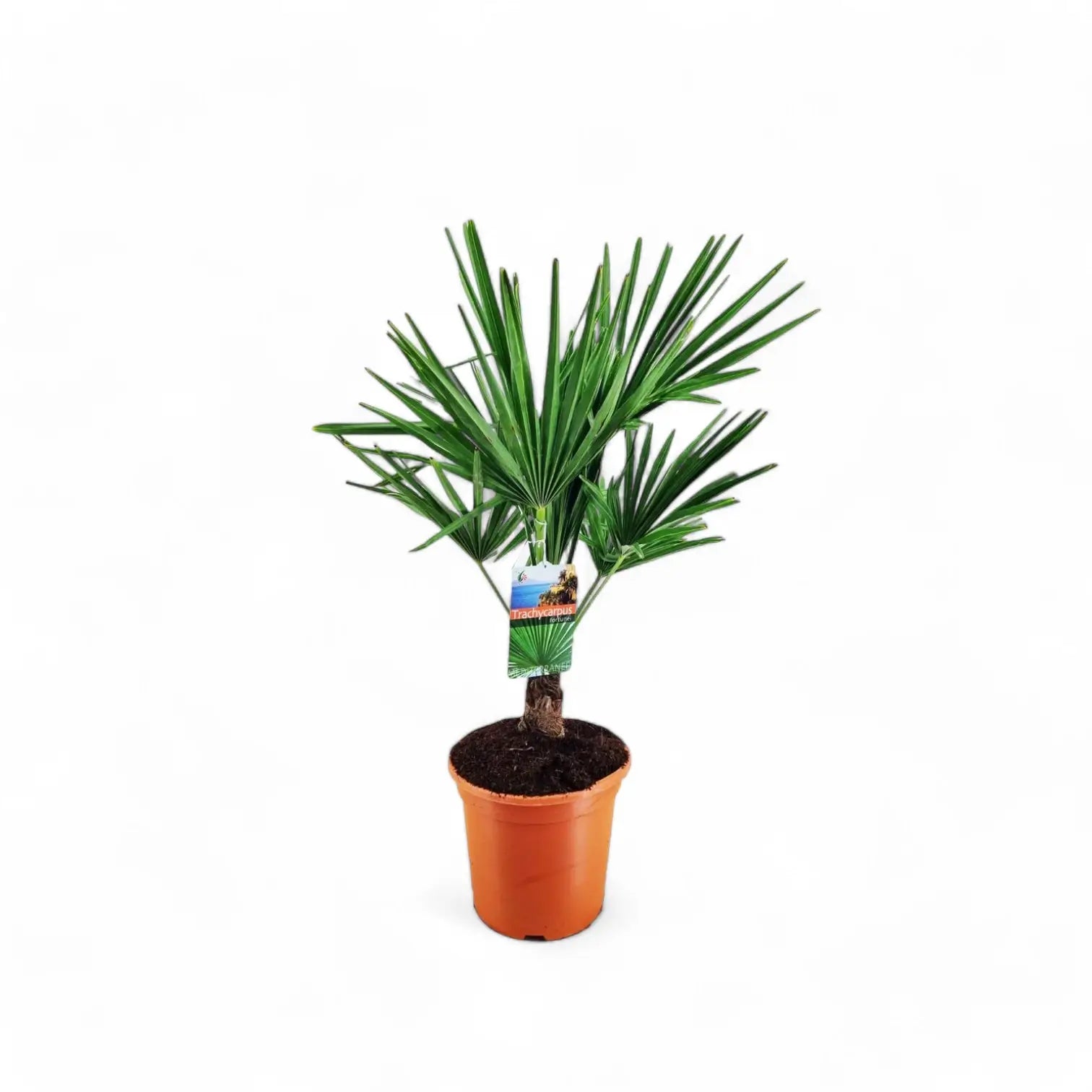 Trachycarpus fortuneii potted houseplant in nursery pot on white background, product photo 6.
