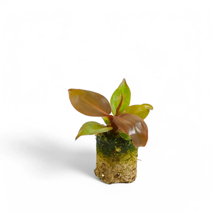 Philodendron 'McColley's Finale' potted houseplant in nursery pot on white background, product photo 3.