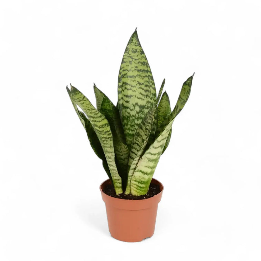 Dracaena (Sansevieria) zeylanica â Topfpflanze im Kulturtopf vor weiĂem Hintergrund, Produktfoto 2.