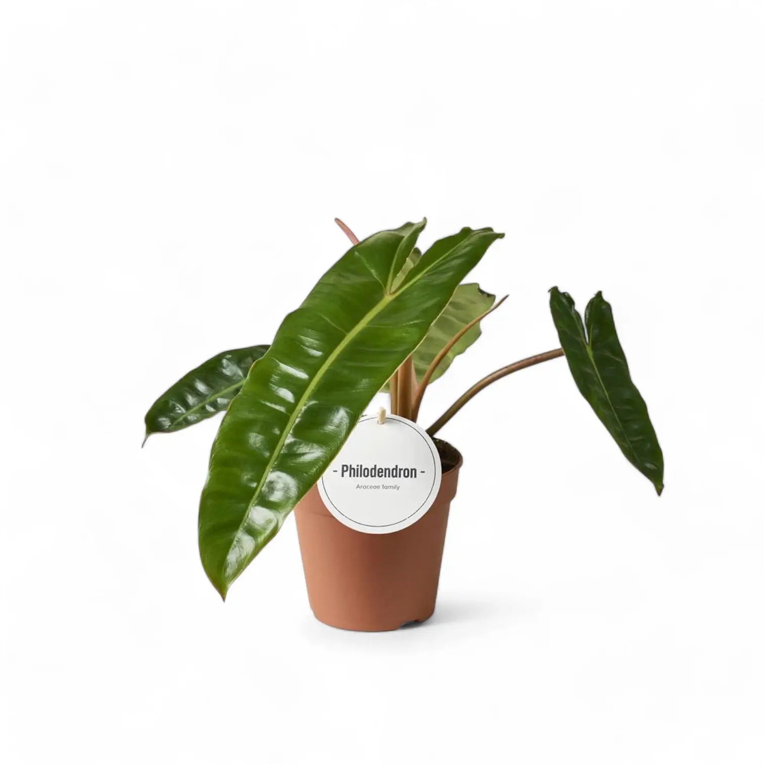 Philodendron billietiae – Topfpflanze im Kulturtopf vor weißem Hintergrund, Produktfoto 6.