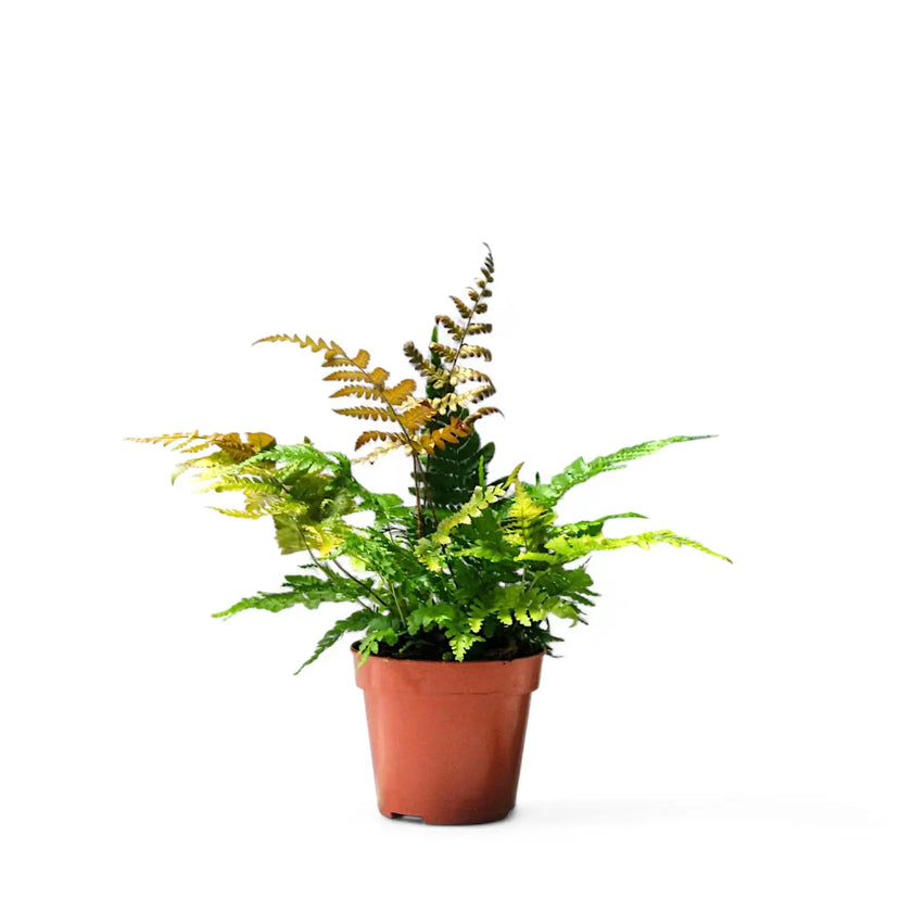 Dryopteris erythrosora potted houseplant in nursery pot on white background, product photo 2.