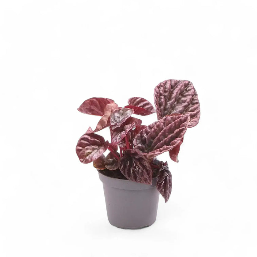 Peperomia caperata 'Red Luna' potted houseplant in nursery pot on white background, product photo 2.
