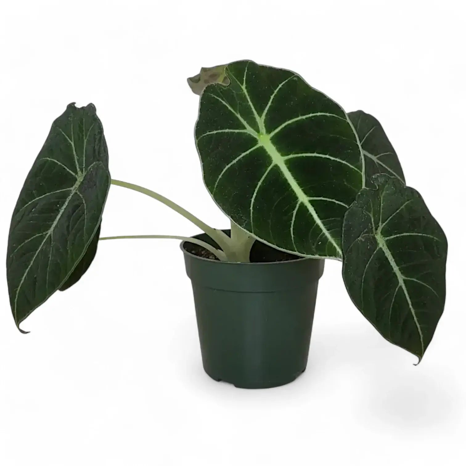 Alocasia reginula 'Black velvet' potted houseplant in nursery pot on white background, product photo 13.