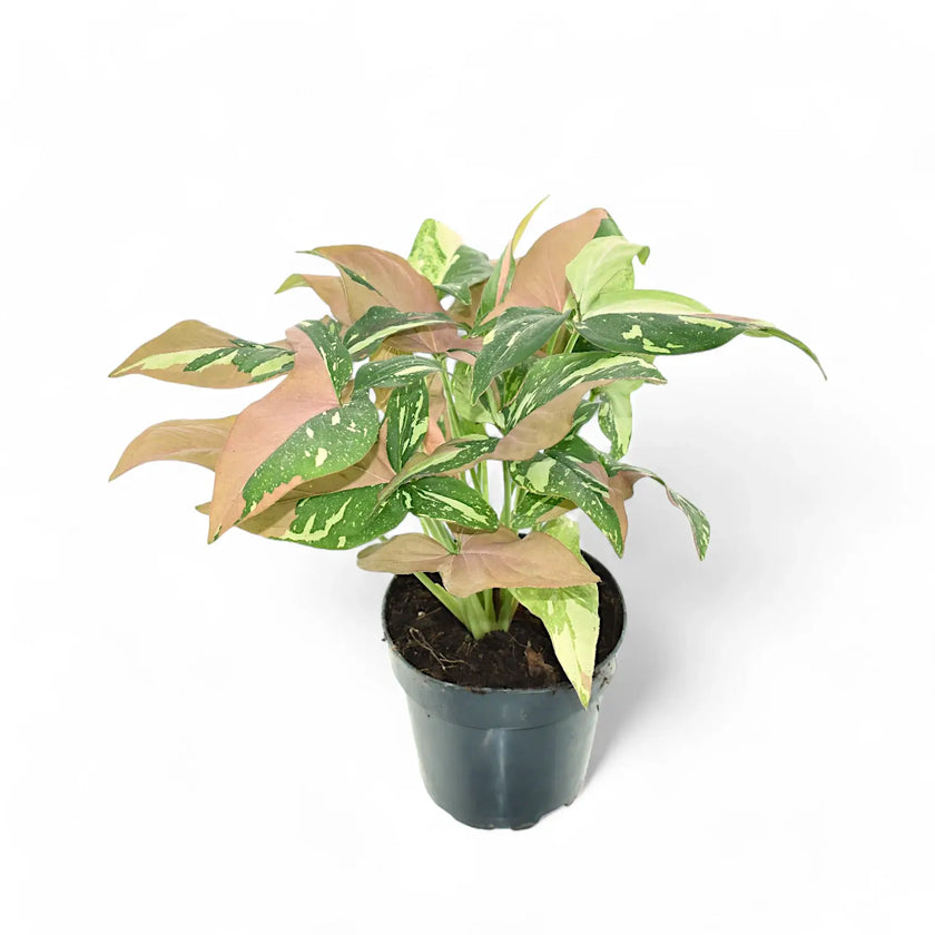 Syngonium podophyllum 'Red spot tricolor' potted houseplant in nursery pot on white background, product photo 2.