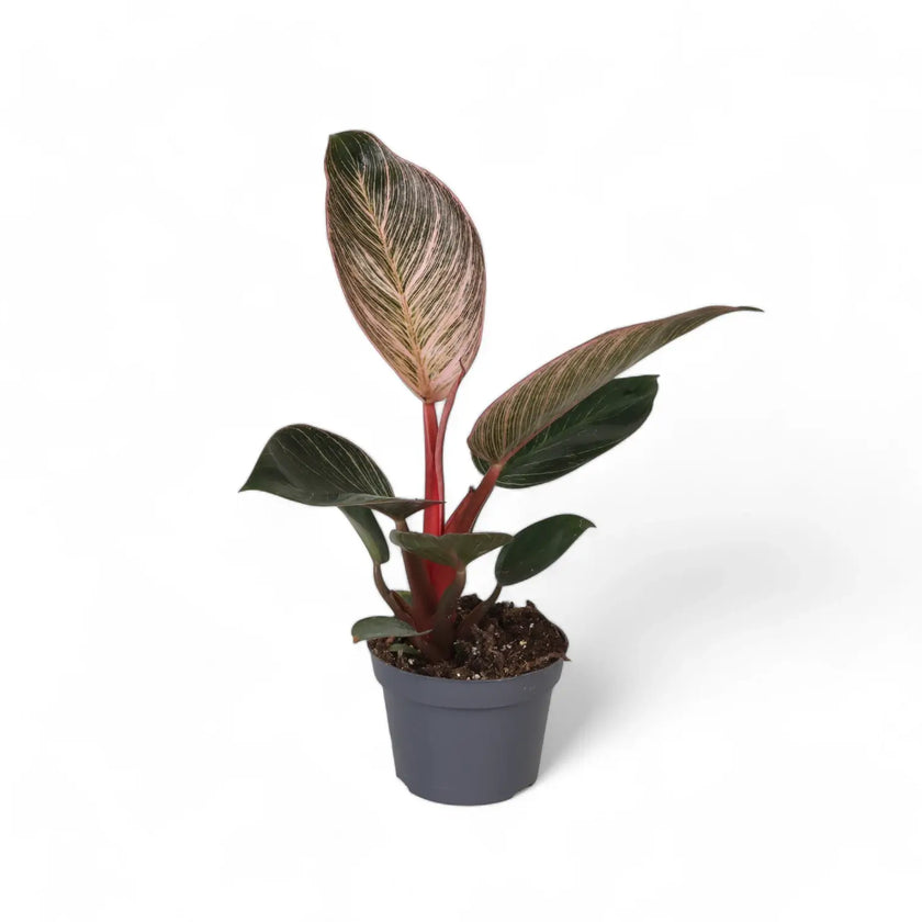 Philodendron 'Birkin Pink' ('Pink Bikini') â Zimmerpflanze im Kulturtopf auf weiĂem Hintergrund, Produktfoto 2.