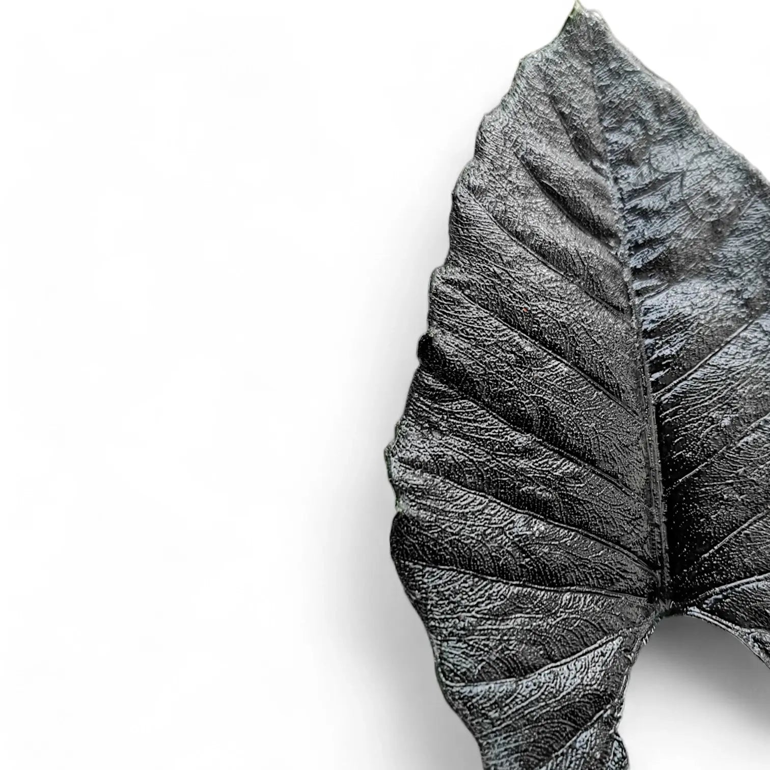Alocasia 'Antoro velvet' leaf close-up on white background.