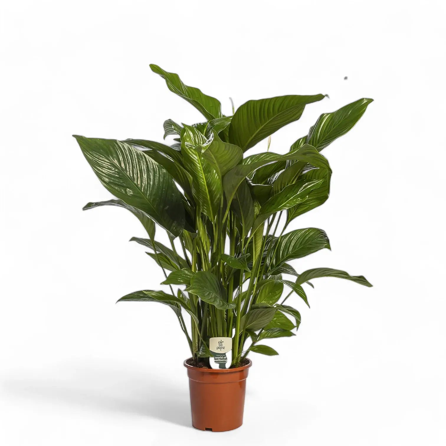 Spathiphyllum 'Sweet Lauretta' potted houseplant in nursery pot on white background, product photo 4.
