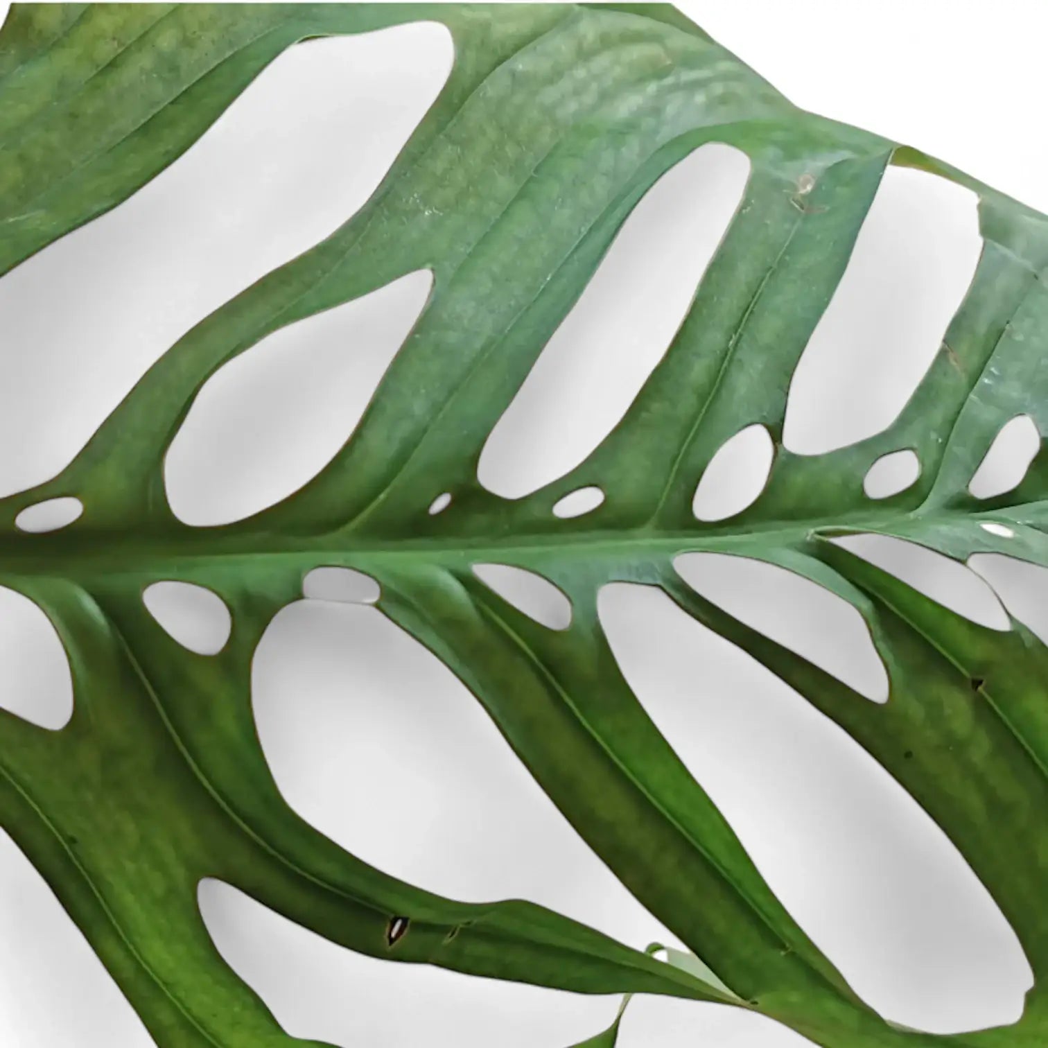 Monstera 'Esqueleto' – Zimmerpflanze im Kulturtopf auf weißem Hintergrund, Produktfoto 6.