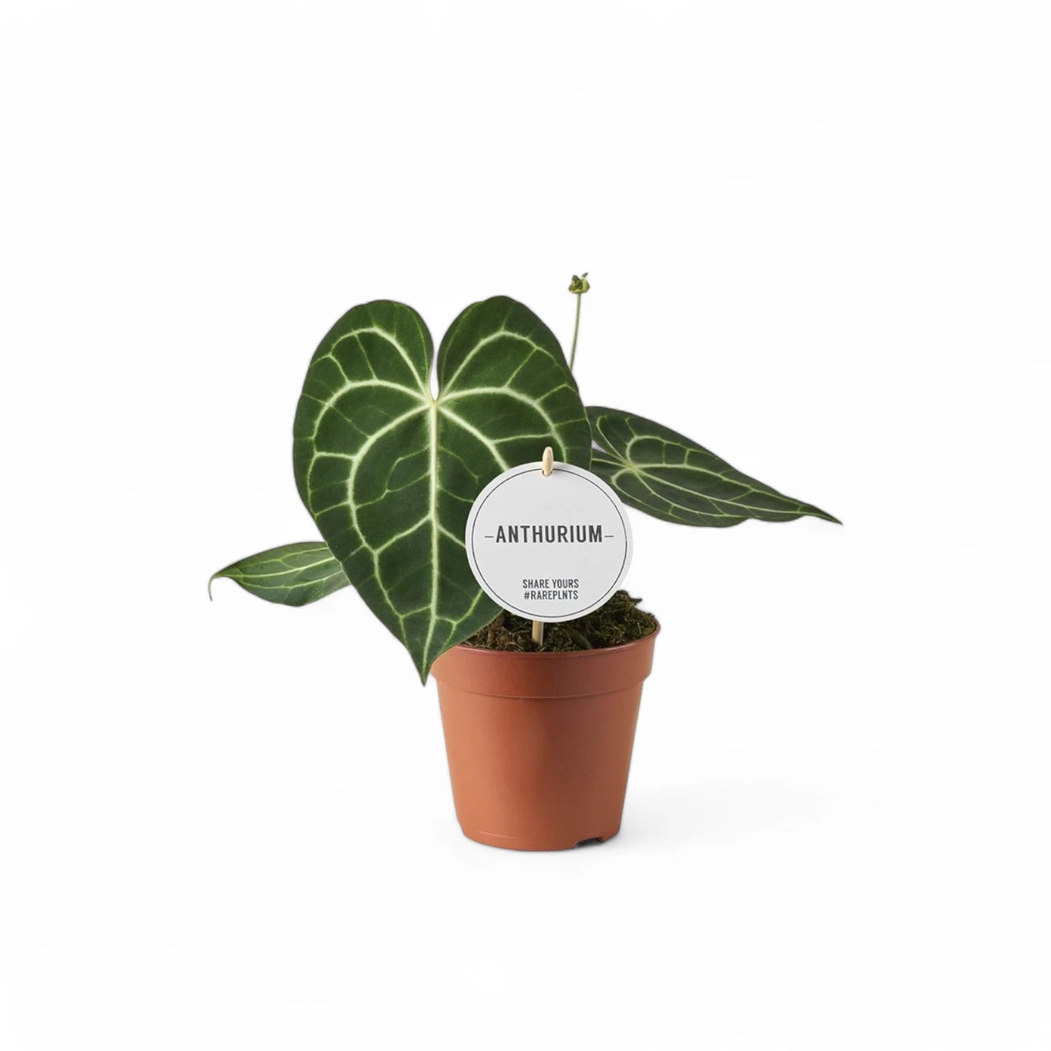 Anthurium clarinervium – Topfpflanze im Kulturtopf vor weißem Hintergrund, Produktfoto 8.