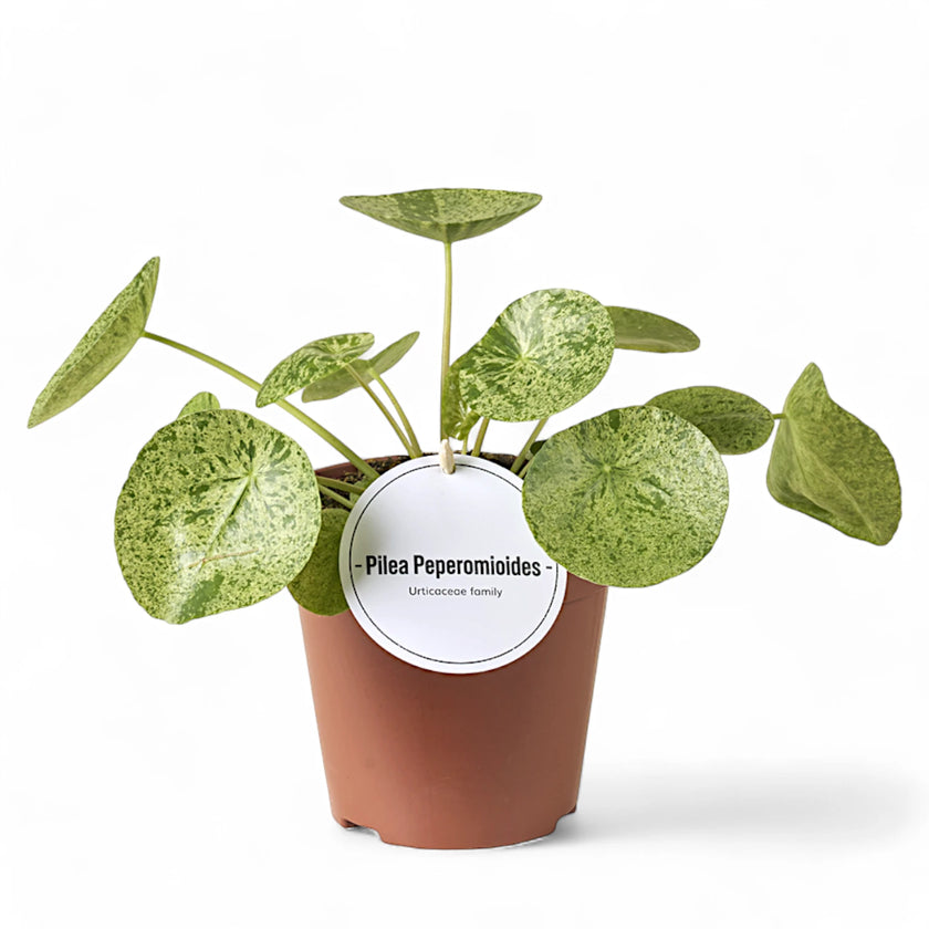 Pilea peperomioides 'Mojito' â Topfpflanze im Kulturtopf vor weiĂem Hintergrund, Produktfoto 2.