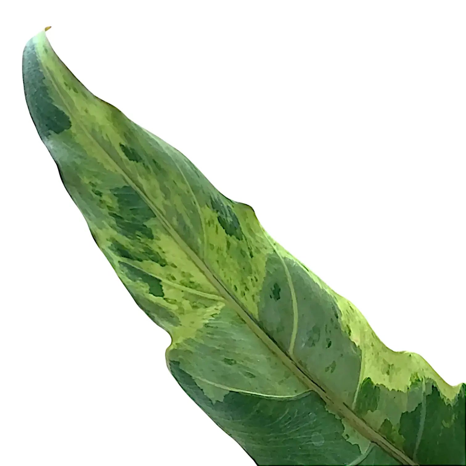 Alocasia lauterbachiana variegata leaf close-up on white background.