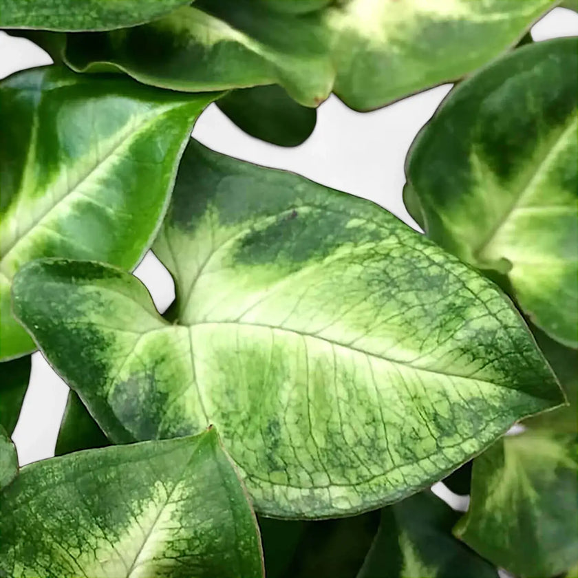 Syngonium podophyllum 'Pixie' aka 'Nana' leaf close-up on white background.