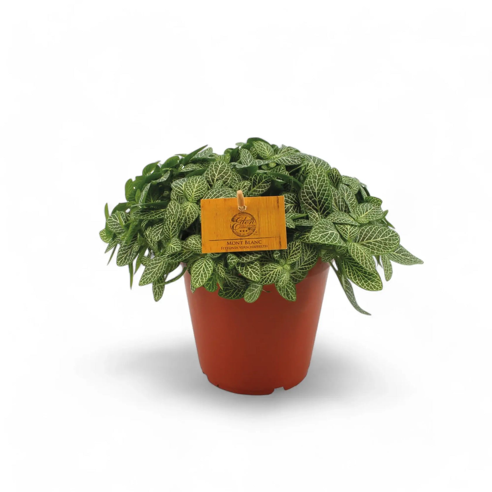 Fittonia albivenis potted houseplant in nursery pot on white background, product photo 5.