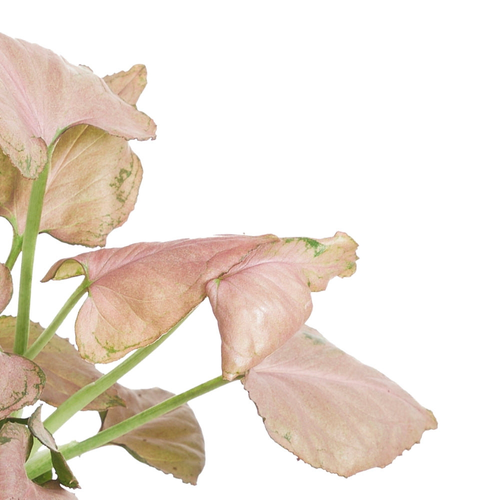 Syngonium podophyllum 'Strawberry' leaf close-up on white background.