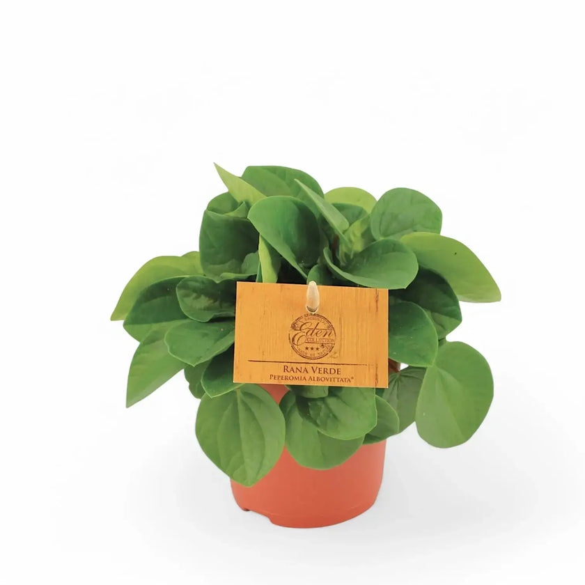 Peperomia 'Rana Verde' – Zimmerpflanze im Kulturtopf auf weißem Hintergrund, Produktfoto 2.