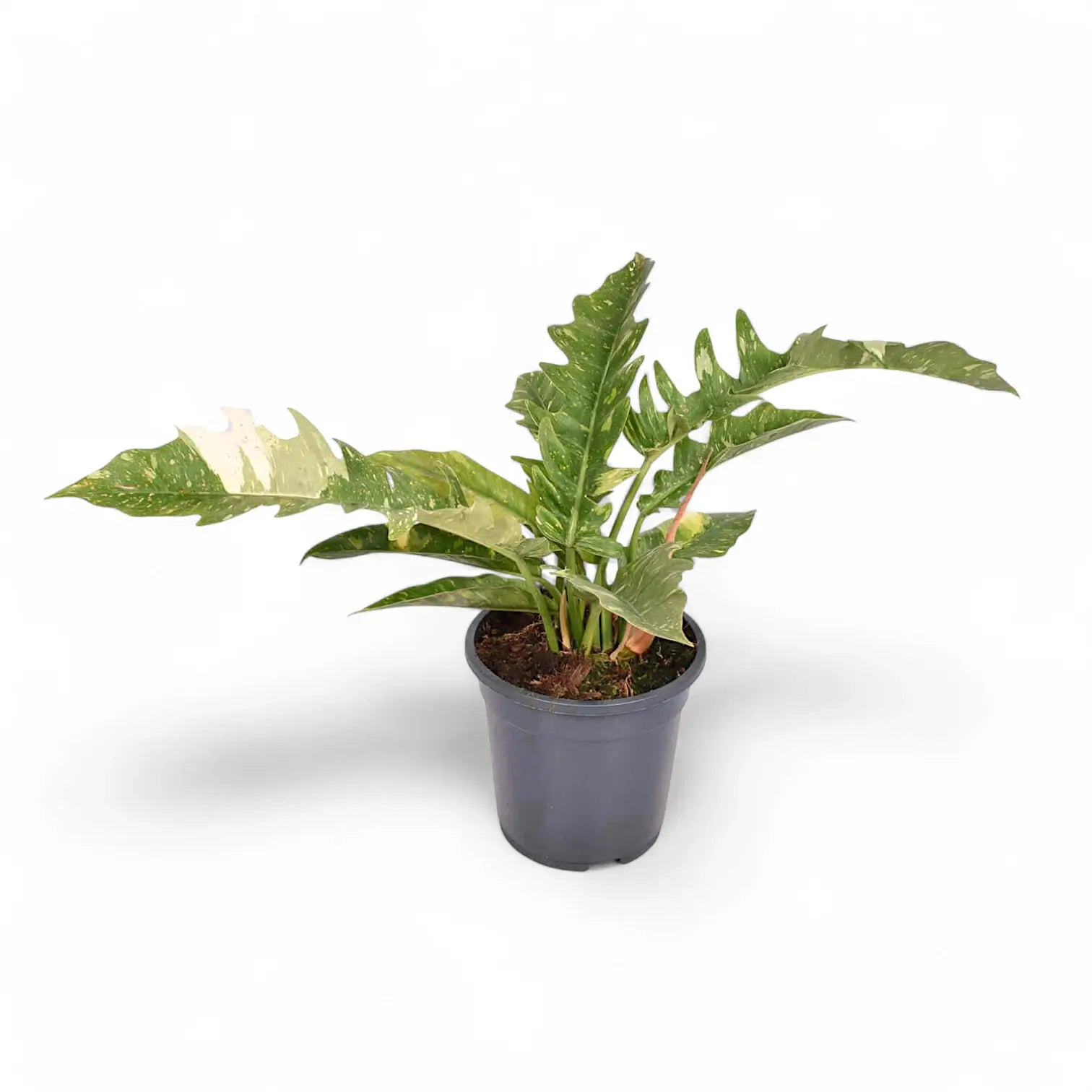 Philodendron 'Ring of fire' – Zimmerpflanze im Kulturtopf auf weißem Hintergrund, Produktfoto 12.