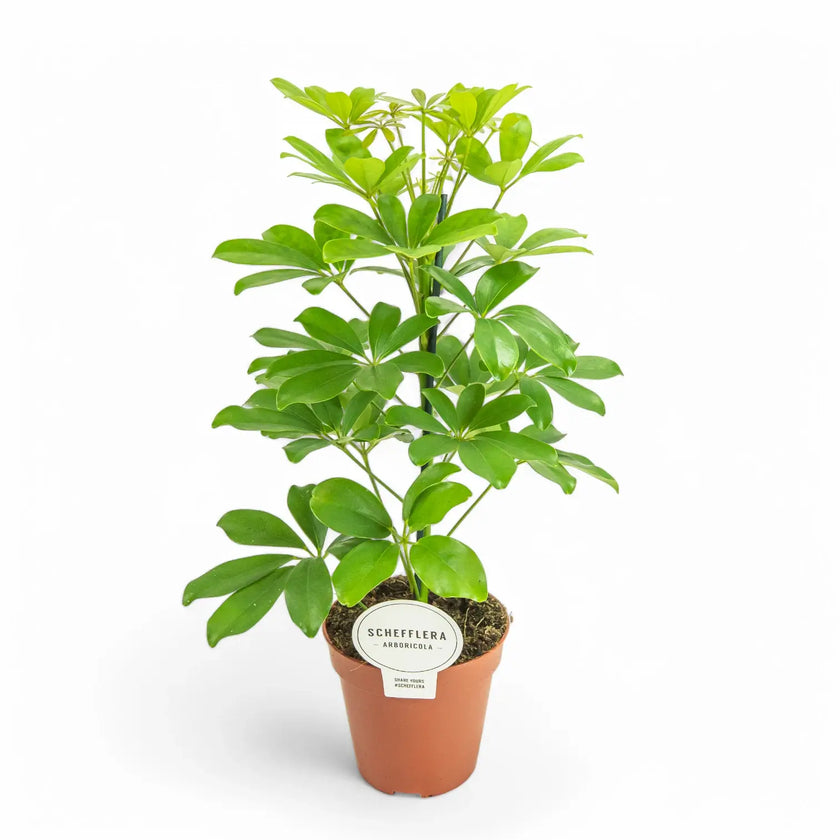 Heptapleurum (Schefflera) arboricola 'Nora' potted houseplant in nursery pot on white background, product photo 2.