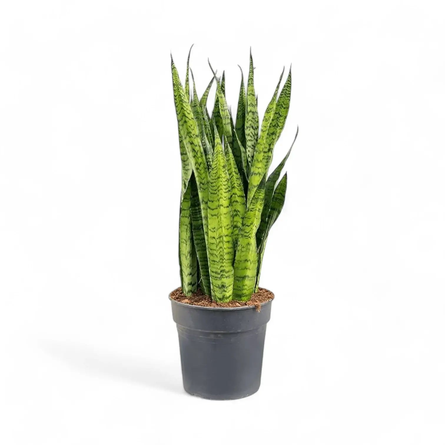 Dracaena (Sansevieria) zeylanica – Topfpflanze im Kulturtopf vor weißem Hintergrund, Produktfoto 4.