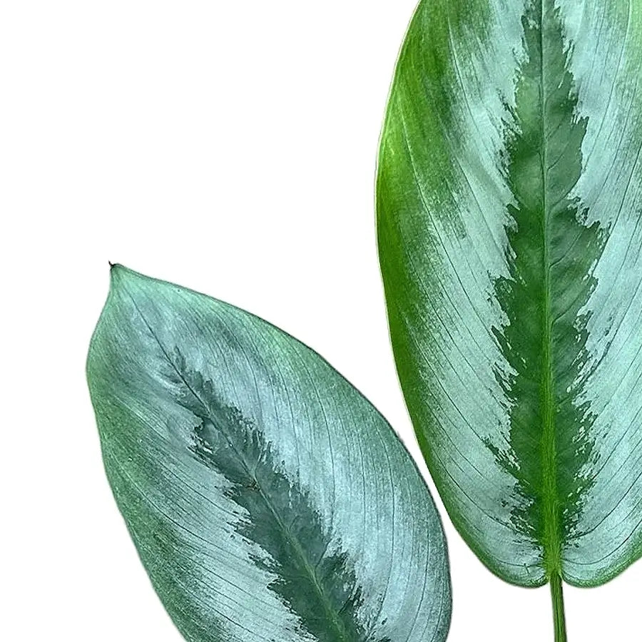 Schismatoglottis sp. Borneo 'Silver' leaf close-up on white background.