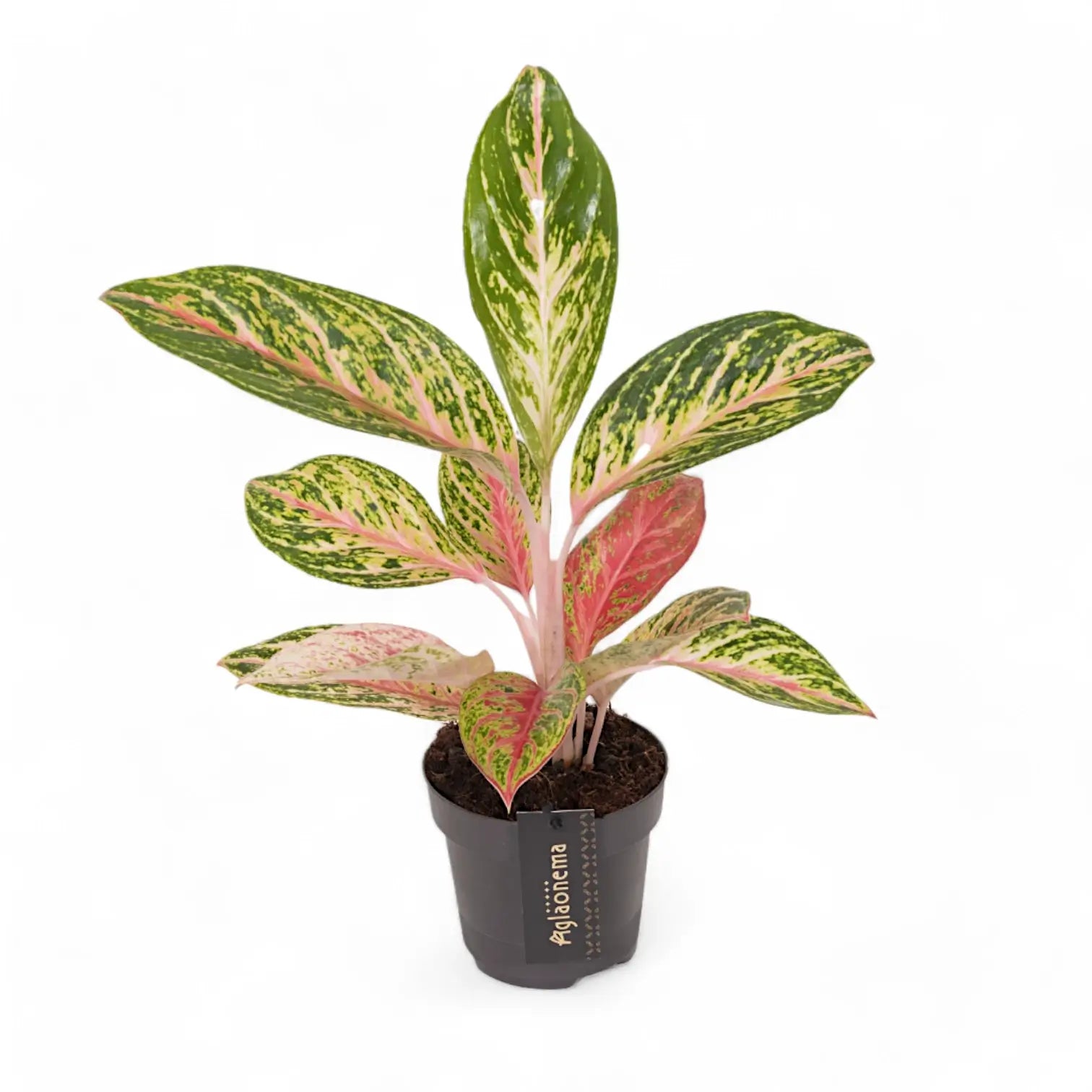 Aglaonema 'Cocomelon' – Topfpflanze im Kulturtopf vor weißem Hintergrund, Produktfoto 3.