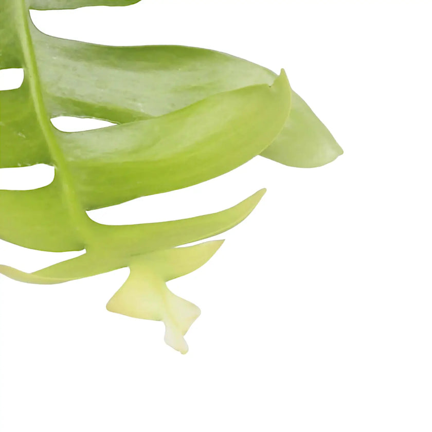 Epiphyllum chrysocardium leaf close-up on white background.
